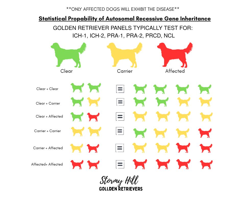 ✨ What Does a “Clear Genetic Panel” Really Mean for a Golden