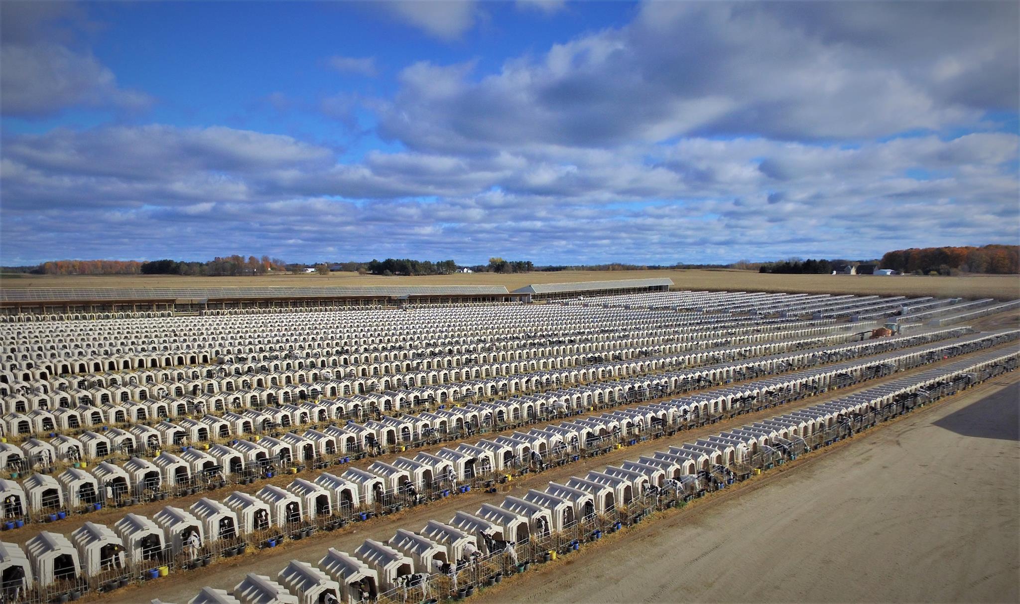 Hall's Calf Ranch | Kewaunee WI