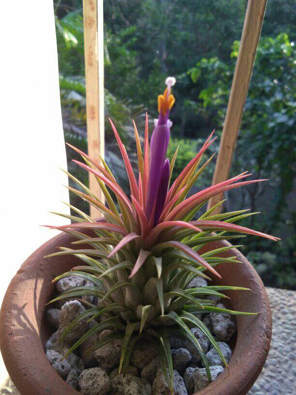 Tillandsia ionantha ron flowering ❤😍