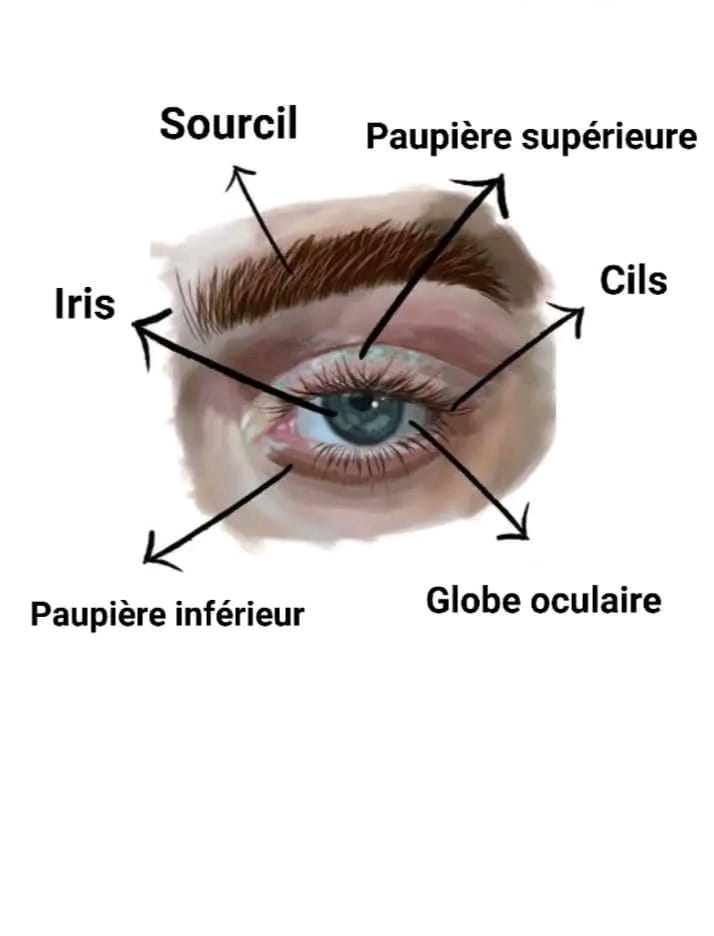 apprendre-anatomie-de-l-il-en-d-tail-int-ressant-movie