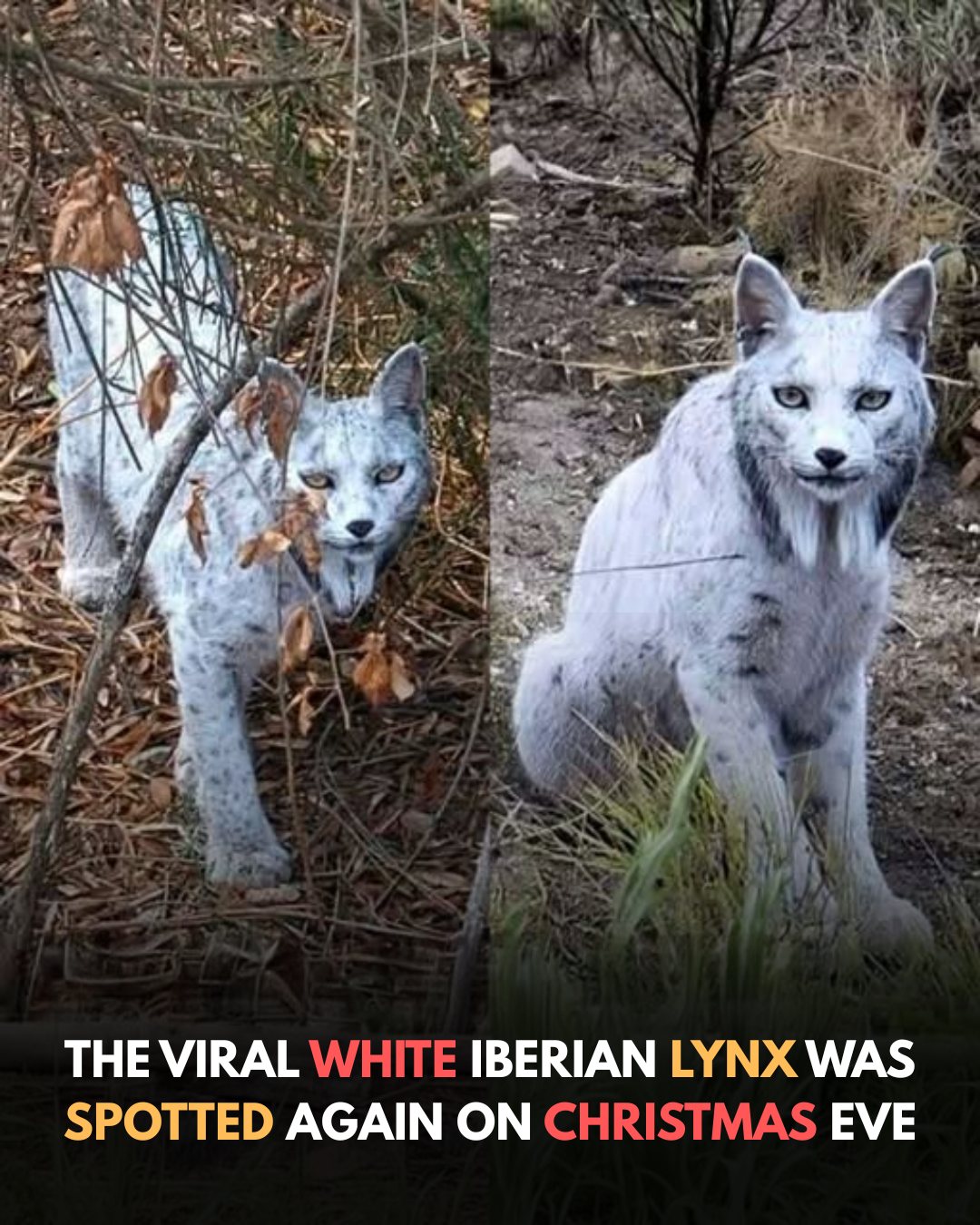 Cute - A rare white Iberian lynx has reappeared on Christmas Eve, once ...