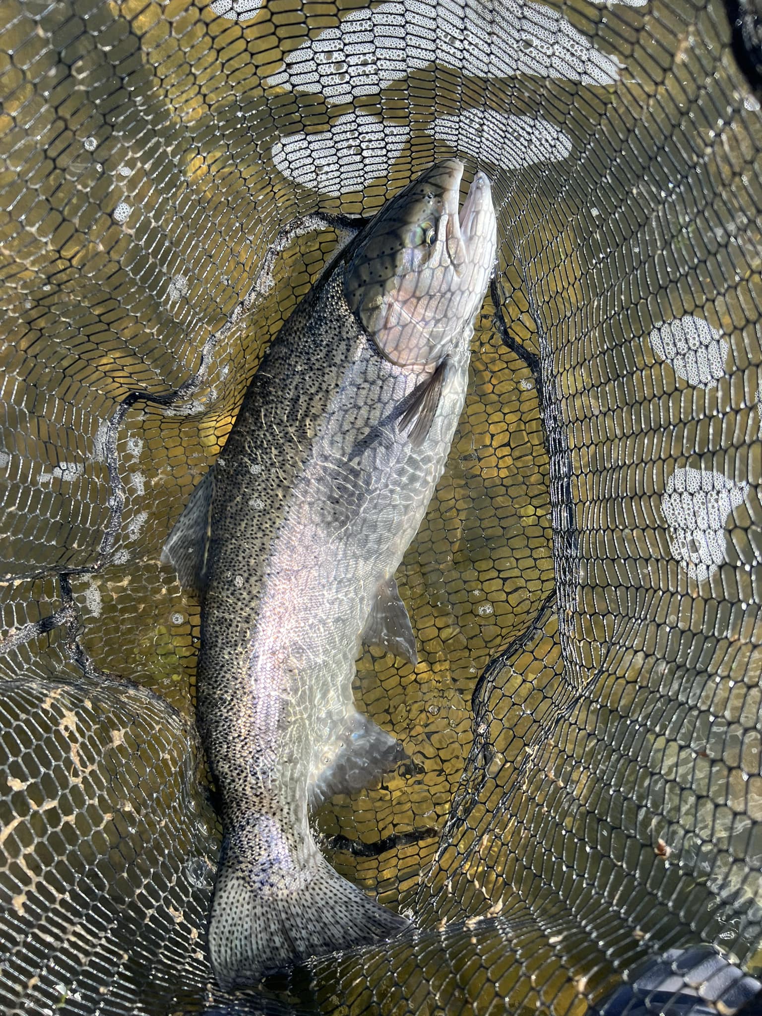 big net with few tiny fish Fine Mesh Tank Long Handle – Aquarium Fish Net with Extendable 24-inch Long Handle – Fish Tank Aquarium Accessories : Pet Supplies Make tank maintenance quick and gentle with the Vibrant Life Fish Net Threadfin shad: tiny fish, big