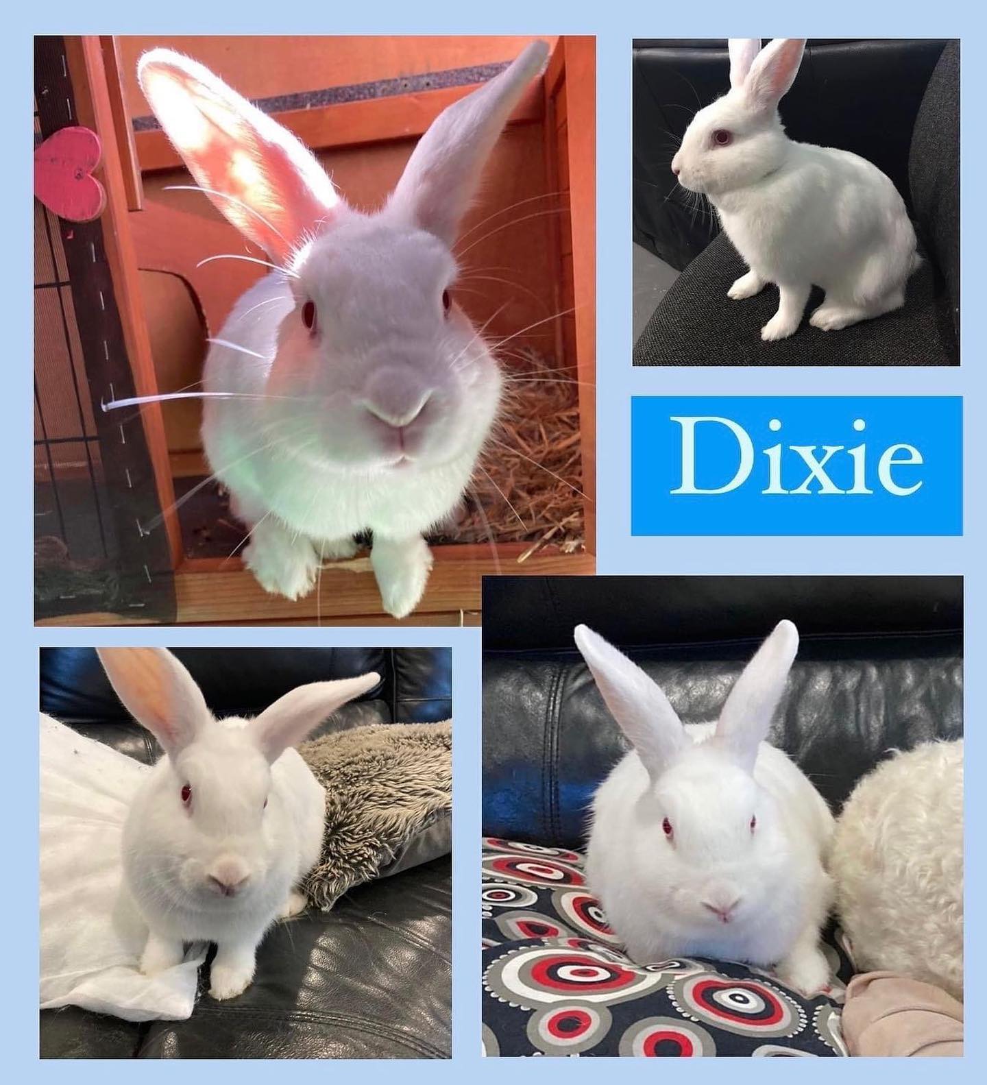 We cannot believe Dixie is still... - The Rabbit Sanctuary | Facebook