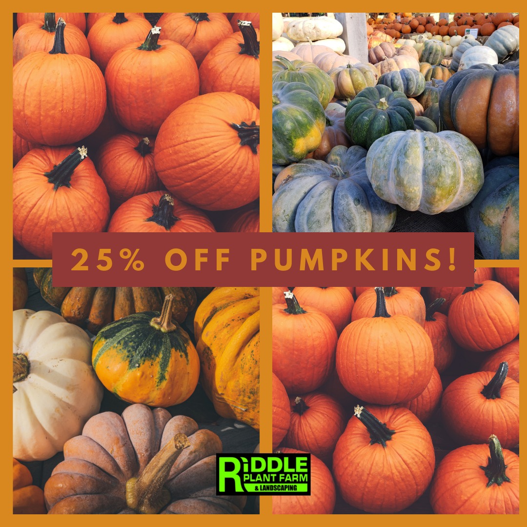 Riddle - 🎃Jack-o'-lanterns and Heirloom Pumpkins are now on sale! 25% ...