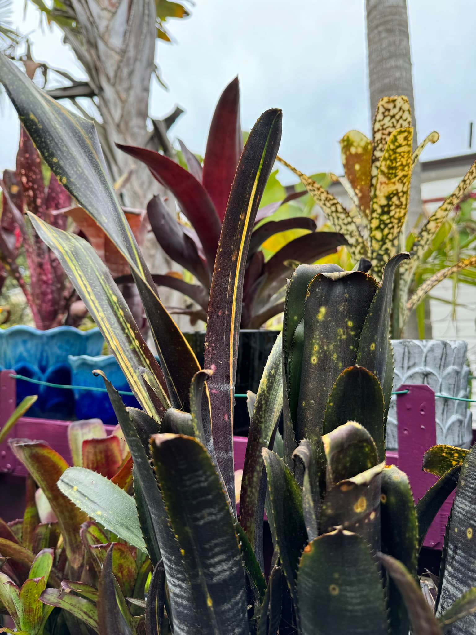 Is this a variegated Billbergia 'Darth Vader'?