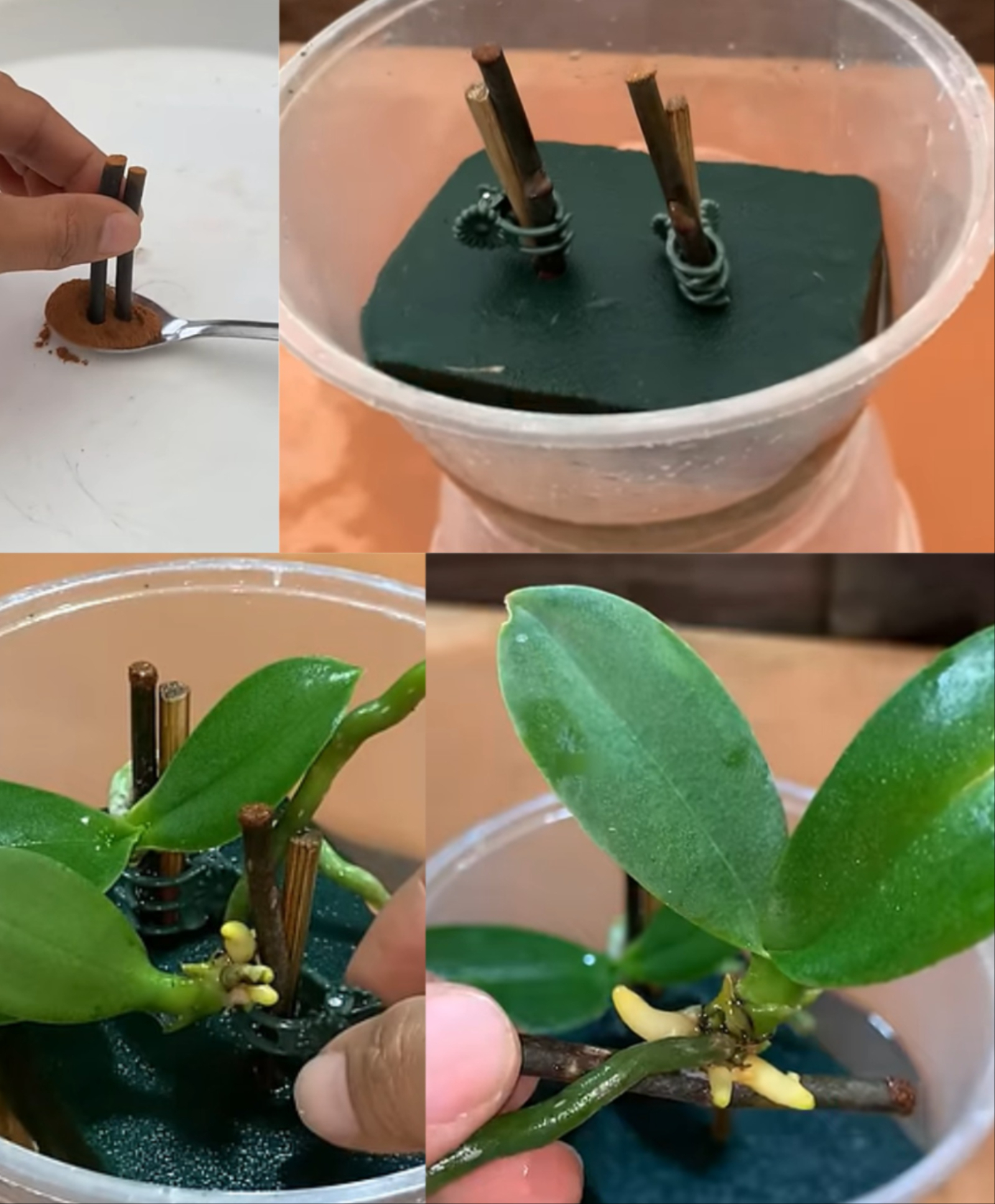 Sphaigne fraîche vivante /- 5L, mousse de tourbe, sphaigne pour plante, caladium, orchidée, tubercule, bouture, terrarium, substrat de culture naturel, pour tuteur en sphaigne, mur végétal