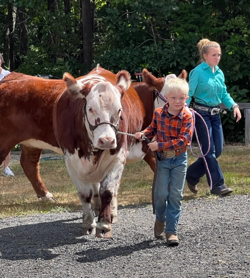 The Bolton Fair - Come by the cattle barn at the Bolton... | Facebook