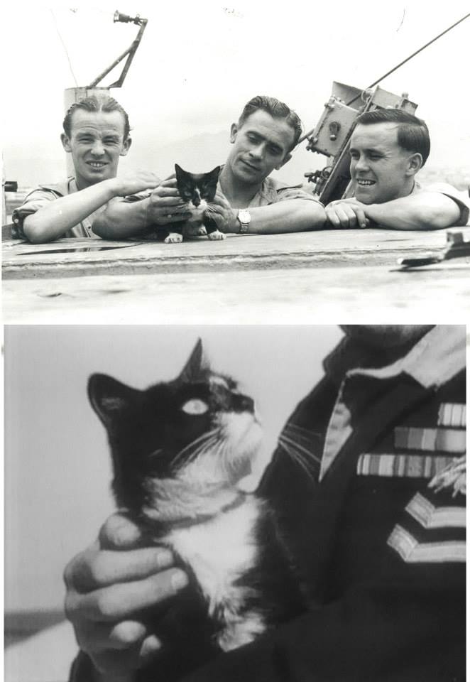Fat - Simon became the only cat to win the Dickin Medal after ...