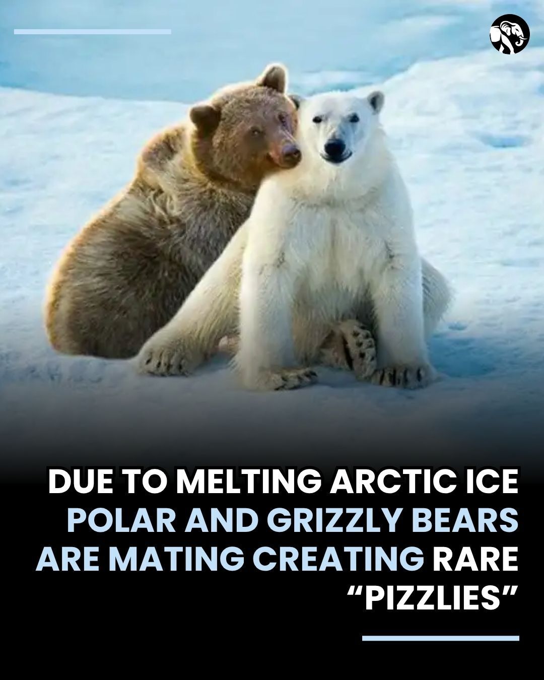 Animal - When worlds collide, nature rewrites the rules. As Arctic ice ...