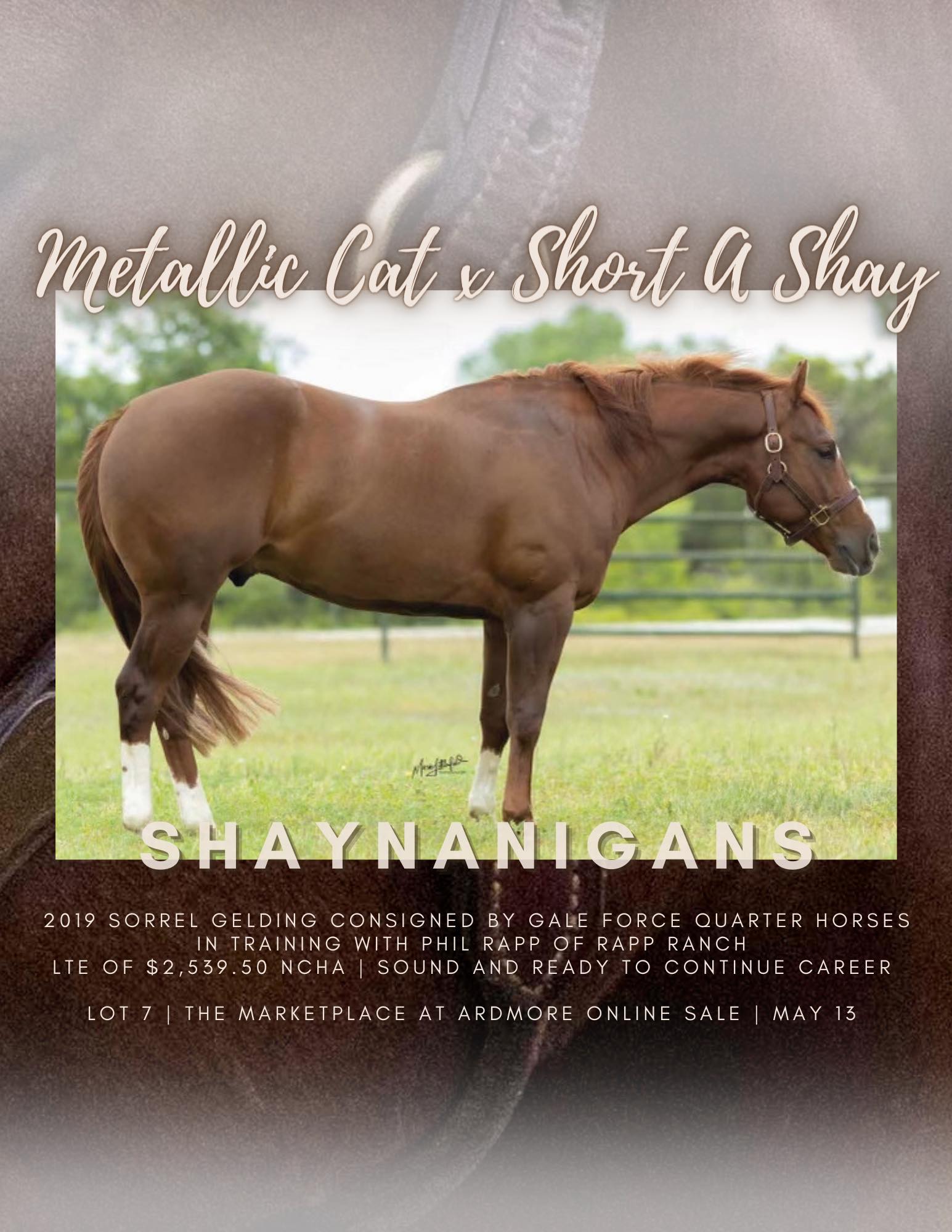 Rapp Ranch - Lot #: 7 | SHAYNANIGANS 2019 Sorrel Gelding... | Facebook
