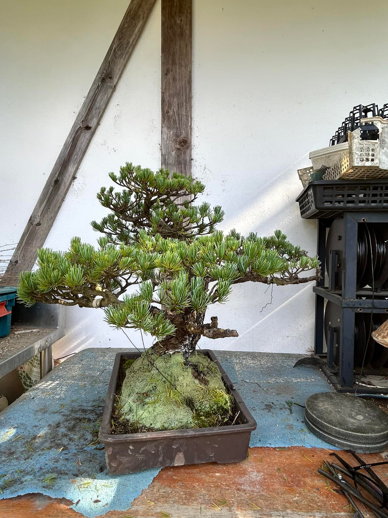 Bonsai Pot Collection (@bonsai.pot.collection) • Facebook