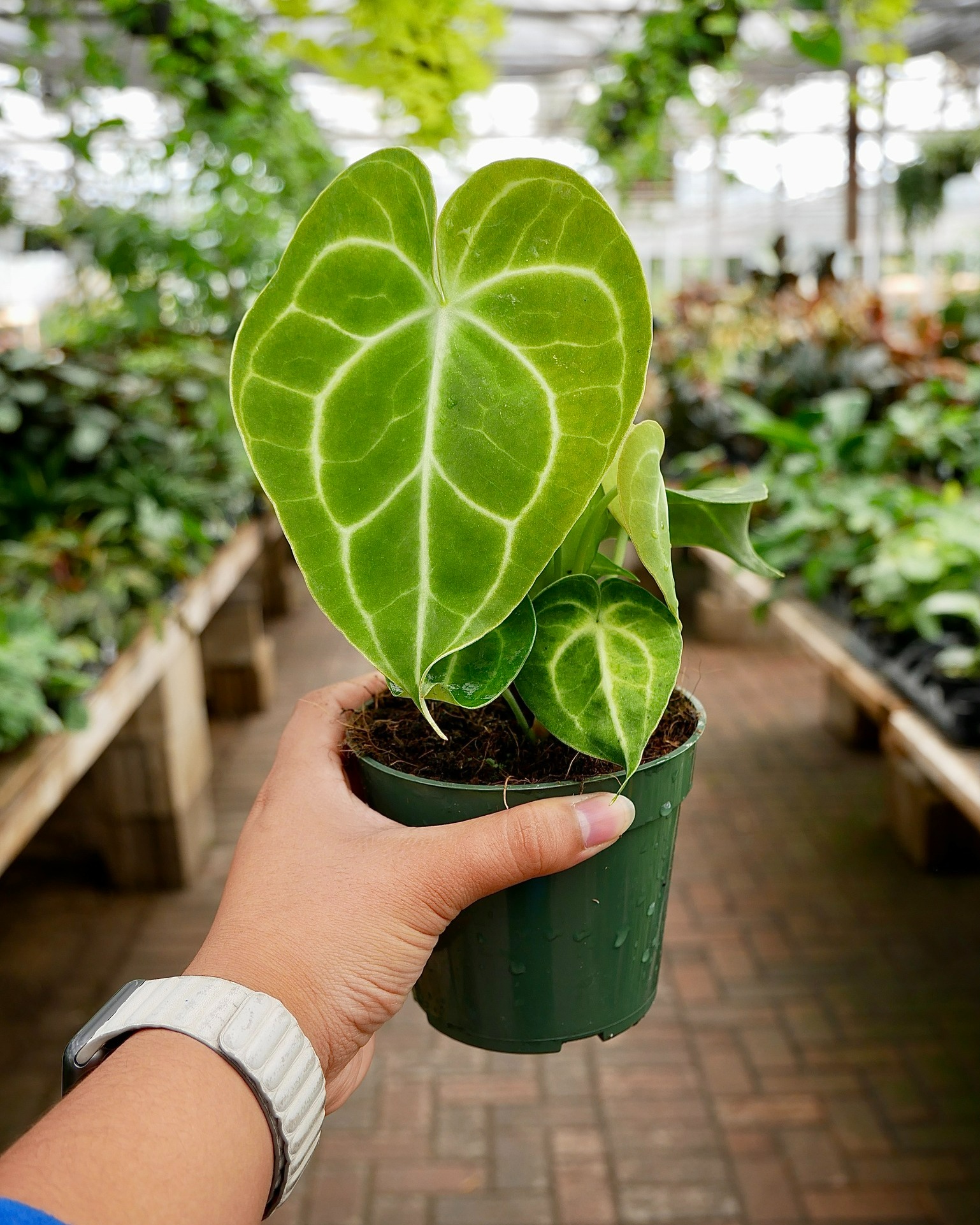 Are you looking for Variegated Anthurium Clavigerum? We have the