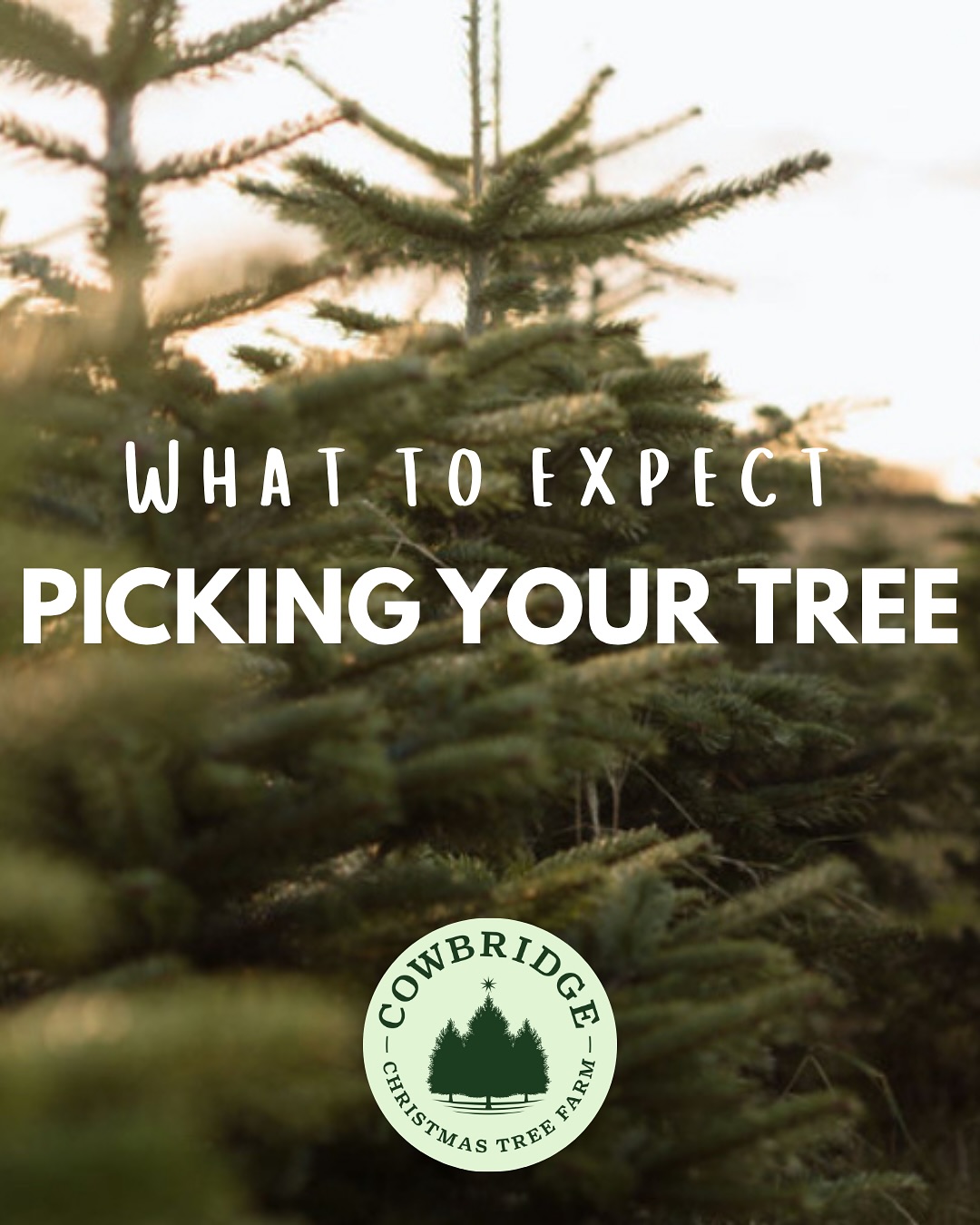 Cowbridge Christmas Tree Farm | Welsh Saint Donats