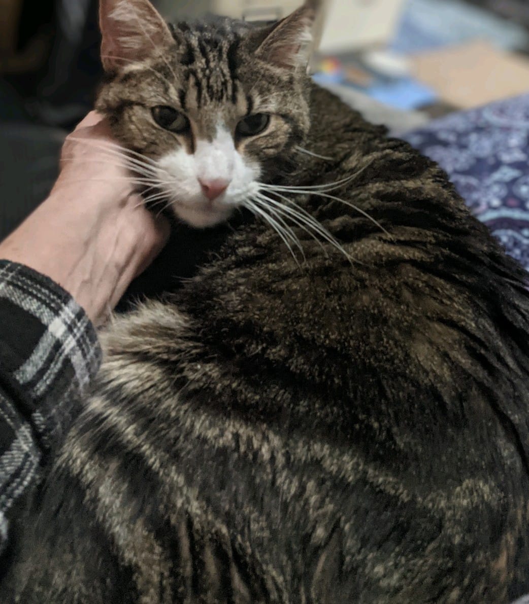 Safe Home Rescue
