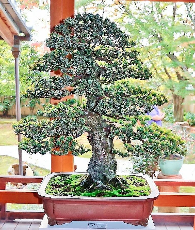 Japanese white pine with amazing twisted trunk ^-^ Shimpuku-Ji