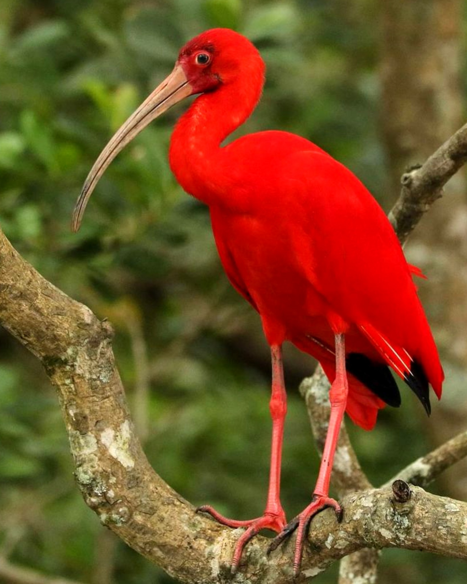 naturaleza-scarlet-ibis-the-scarlet-ibis-eudocimus-ruber-is-one-of