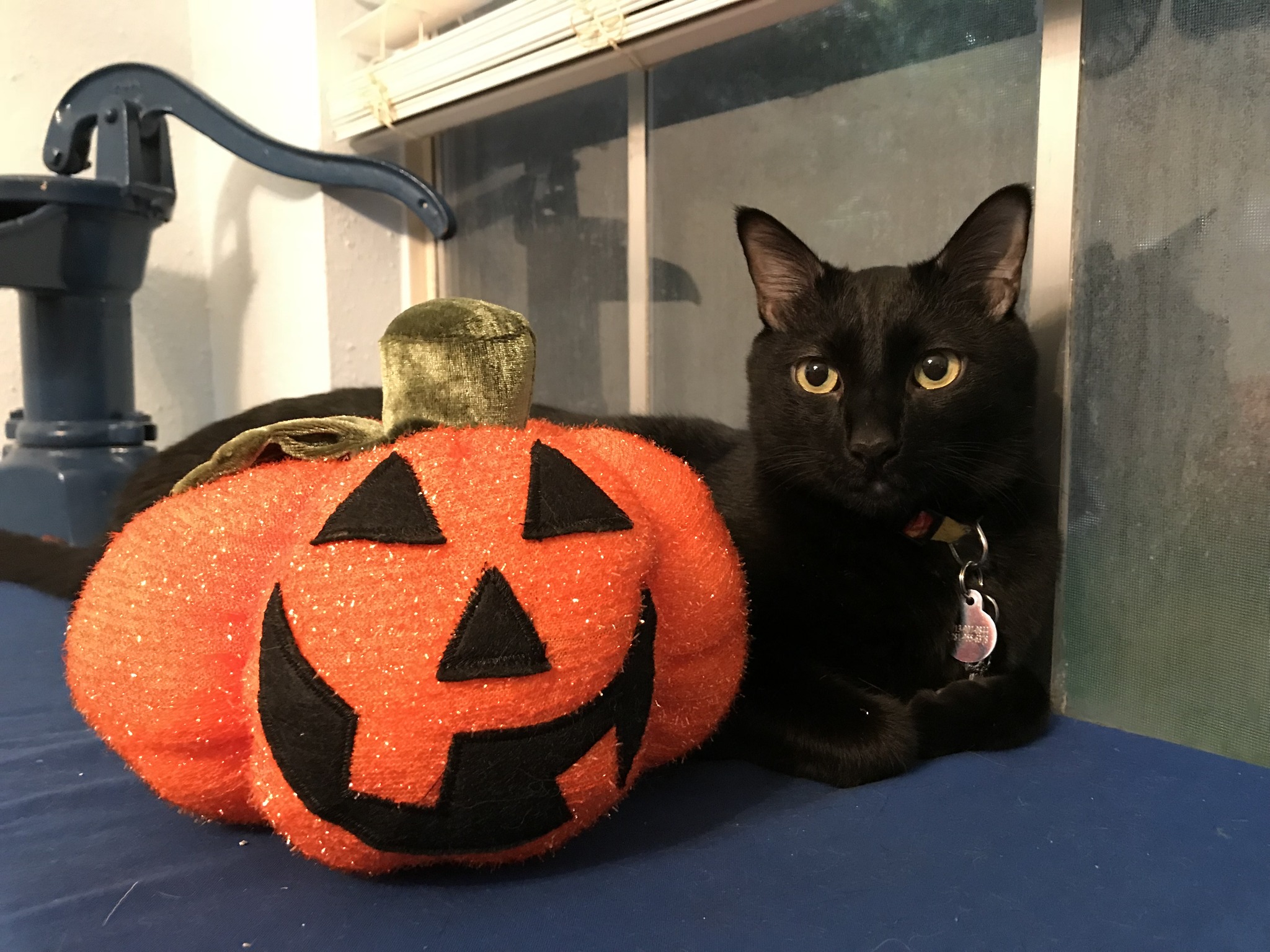 Halloween decorations always include a carved pumpkin, a  display picture 1