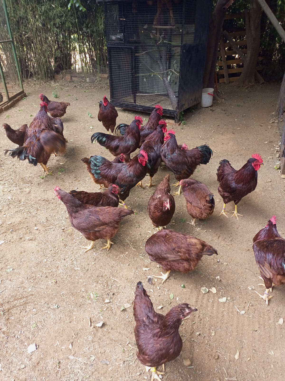 Mpumalanga Poultry Advertising | Day old Lohman white layers-1700R a ...