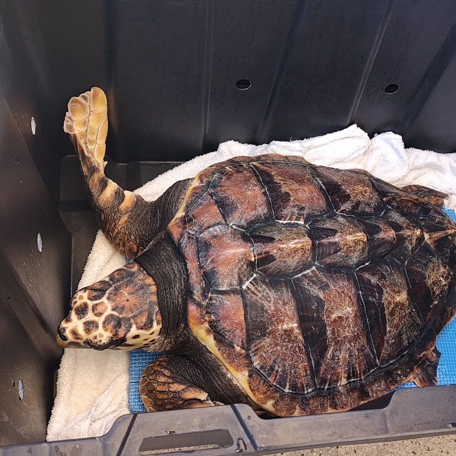 'Hunter' has left the Dolphin... - Dolphin Discovery Centre