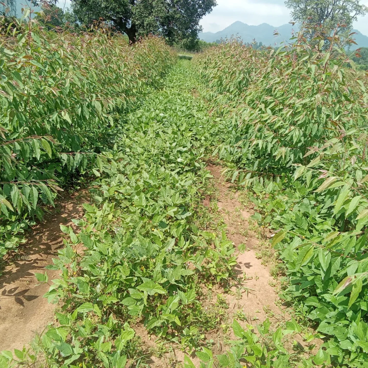 JK Paper Rayagada Plantation Department | Jaykaypur