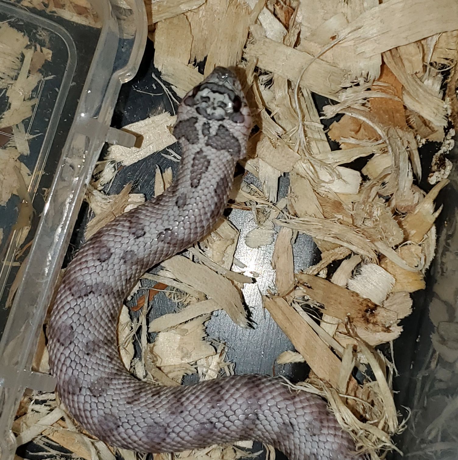 Heavenly Hued Hognoses