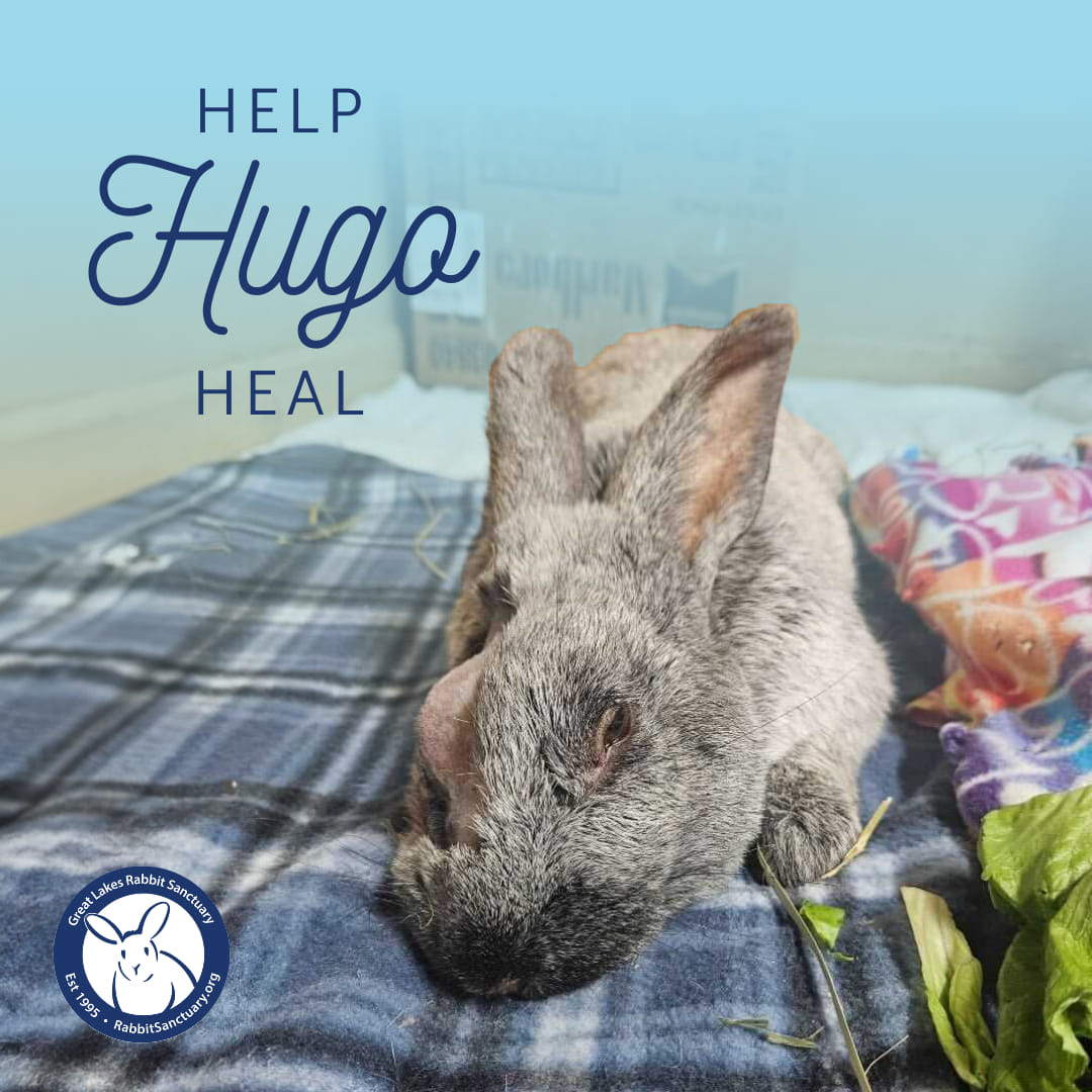 Help Hugo heal! 💙 Hugo is... - Great Lakes Rabbit Sanctuary