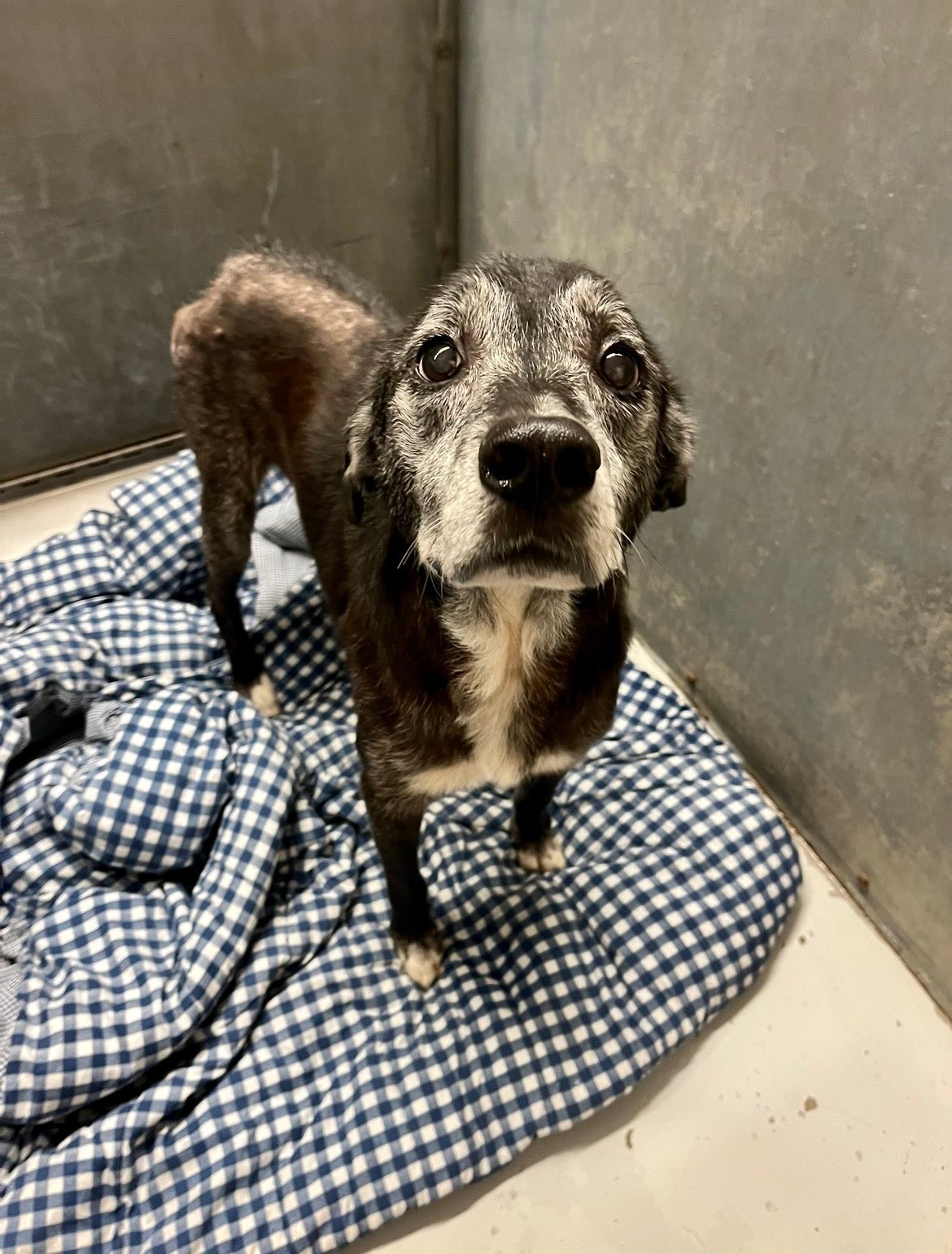 Update: Charlie is safe with a... - SOS For Shelter Pets | Facebook