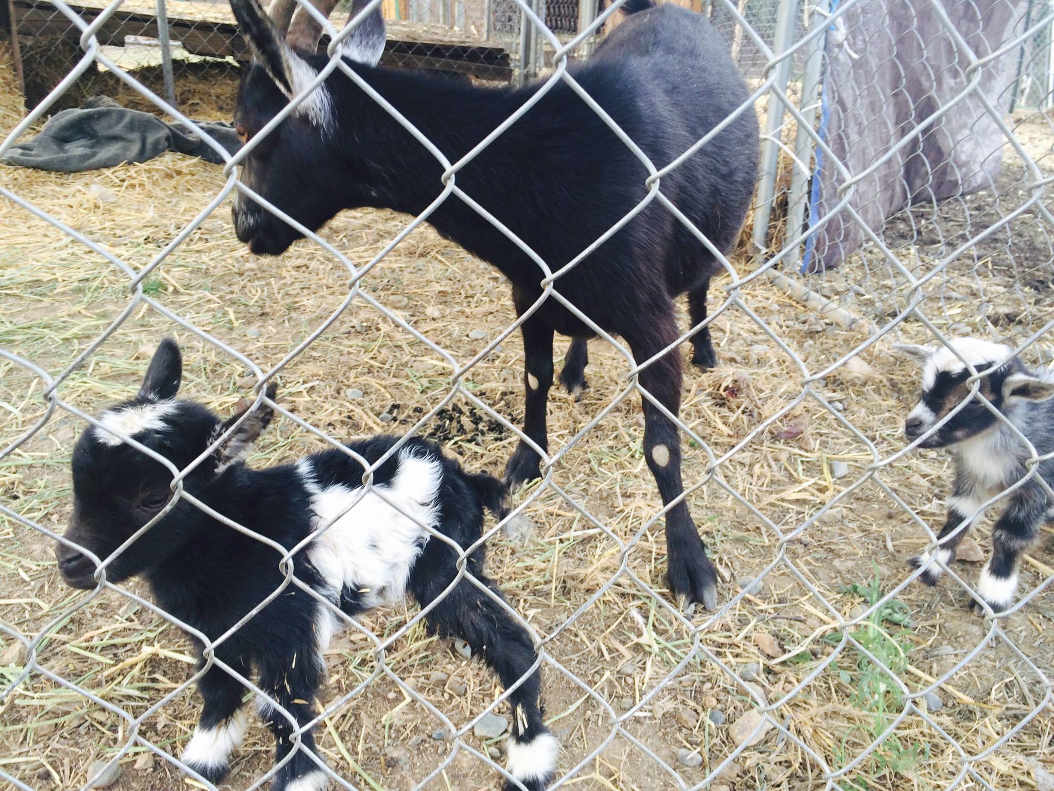 Roots Ranch