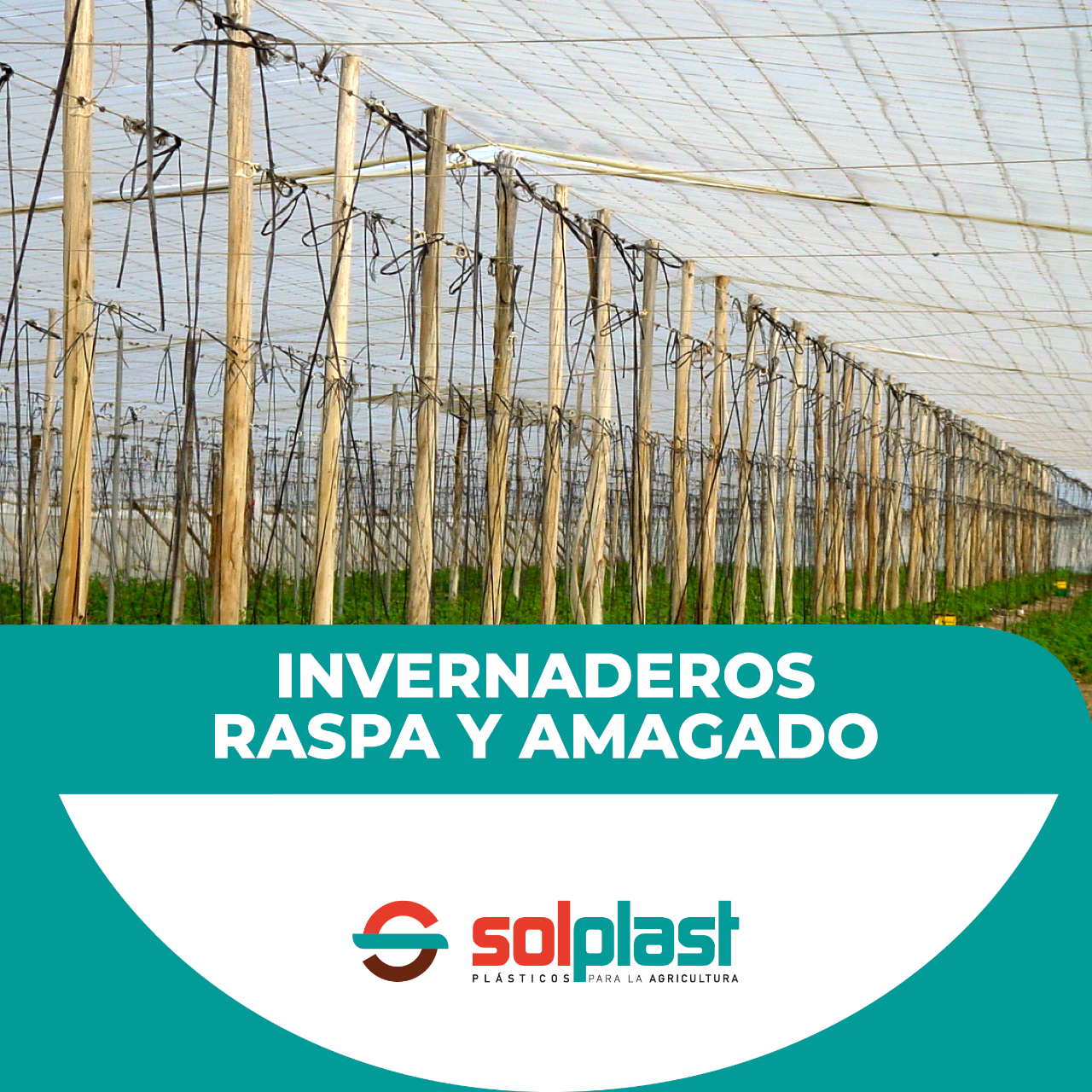 Solplast - 🌿 ¿Conoces el invernadero tipo 'raspa y...