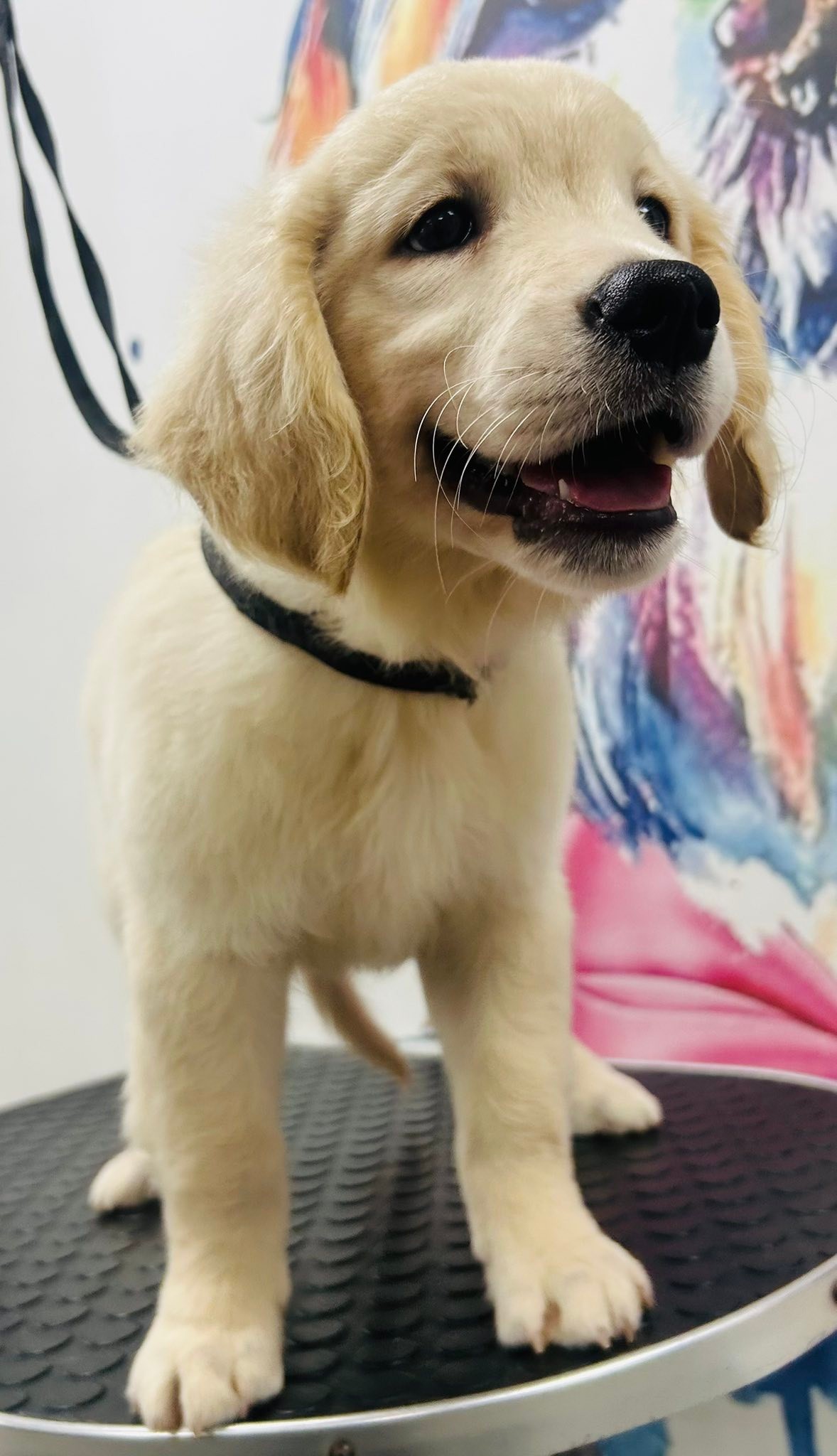 L’élégance Canine Liévin added... - L’élégance Canine Liévin