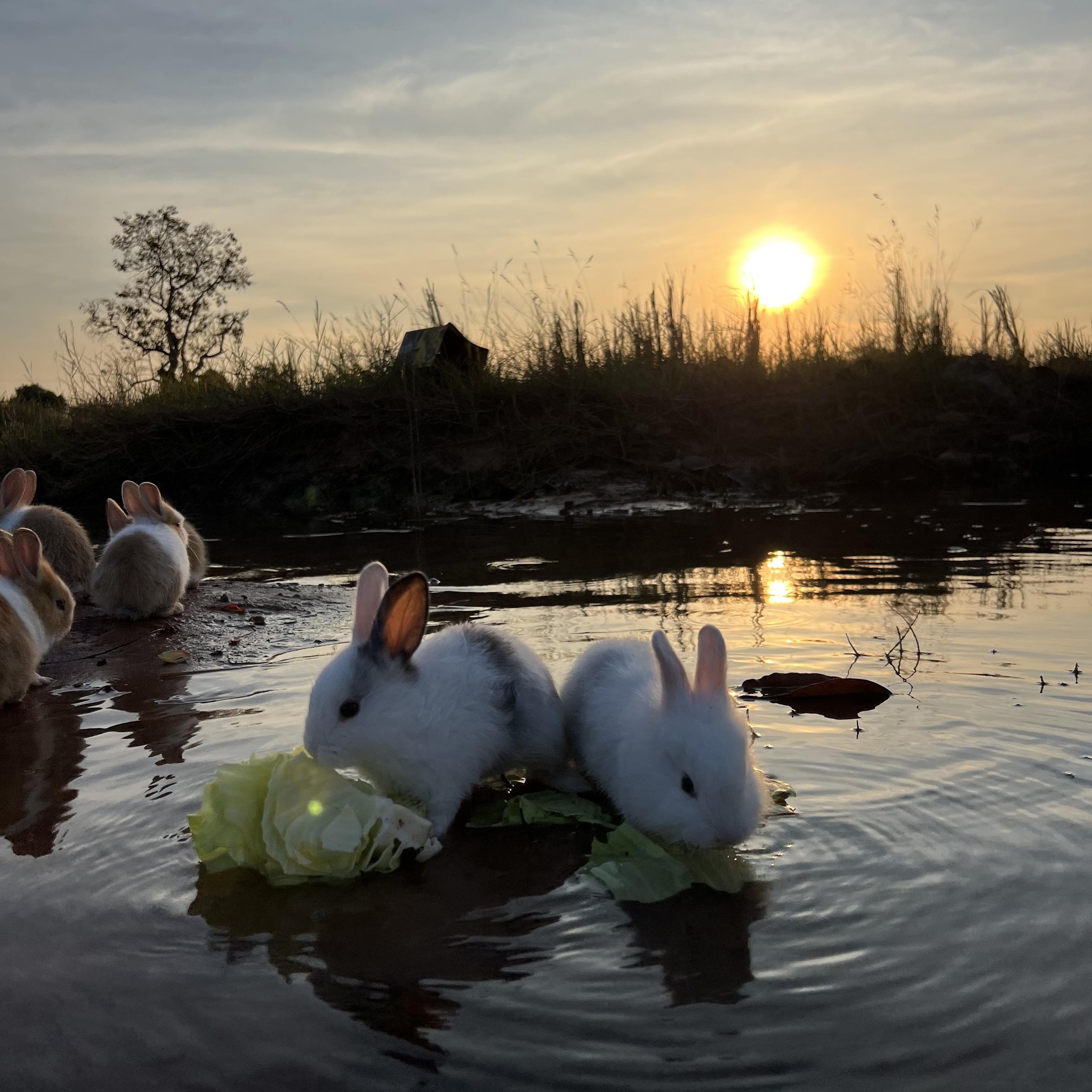 #cutebaby #rabbit #Smart | Adventure life 101M | Facebook