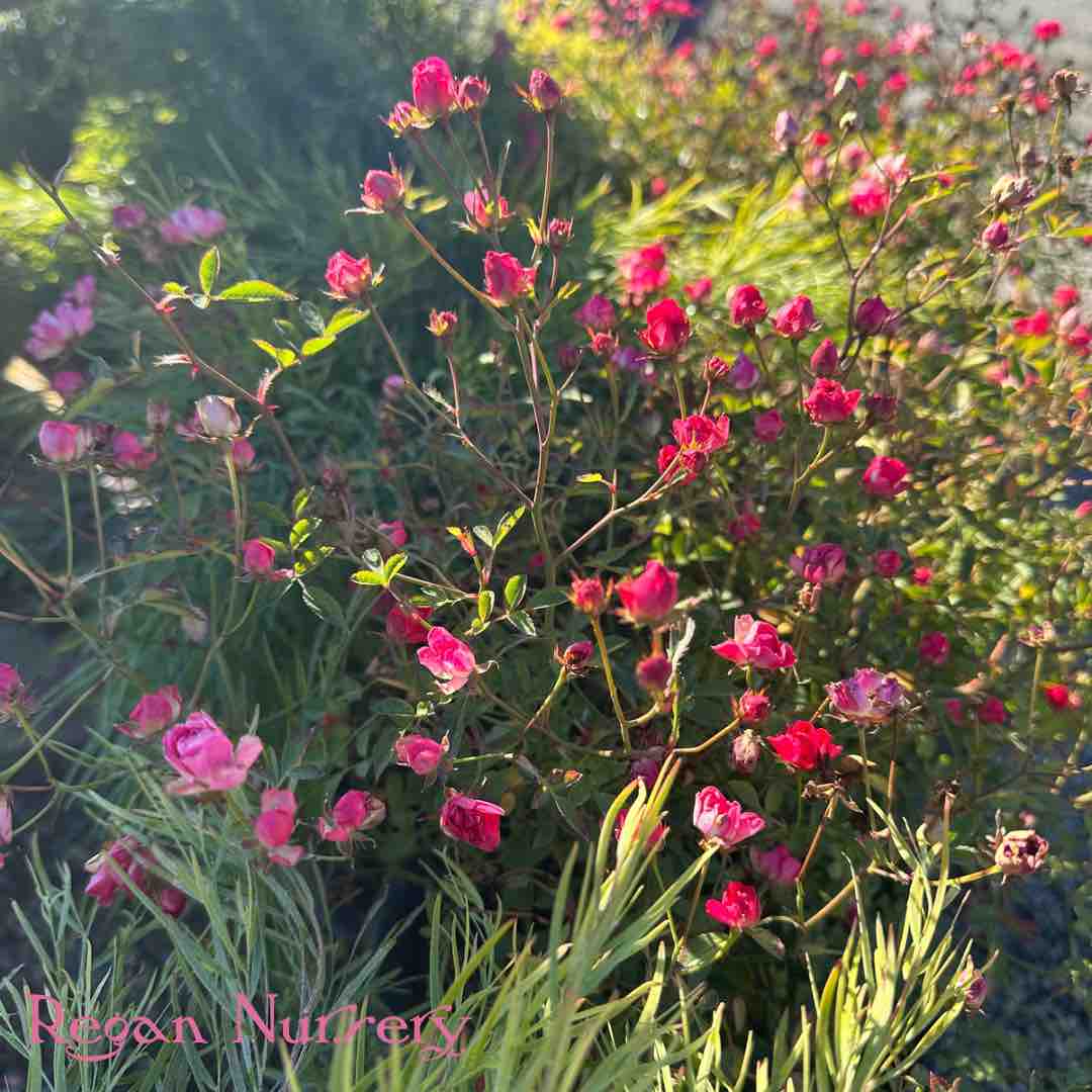 Regan Nursery - The pink tumbleweed rose is adorbs! Dainty... | Facebook