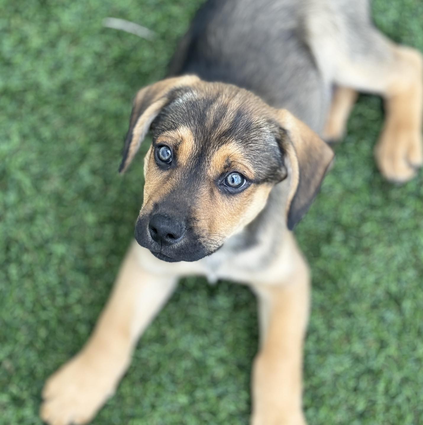 Update... ADOPTED!... - Nate's Honor Animal Rescue Center | Facebook