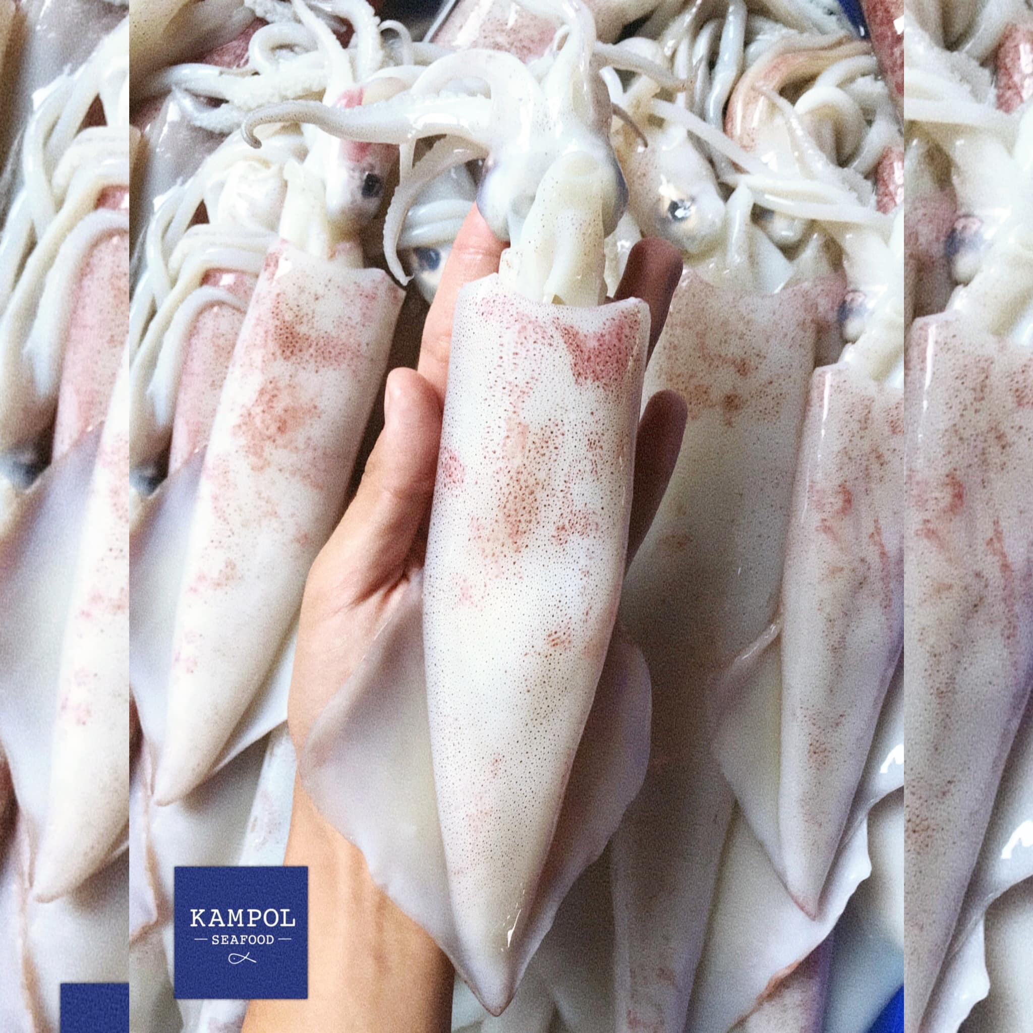Kampol Seafood - 🦑 หมึกศอก/หมึกไข่ มีเข้าตลอดนะคะ... | Facebook
