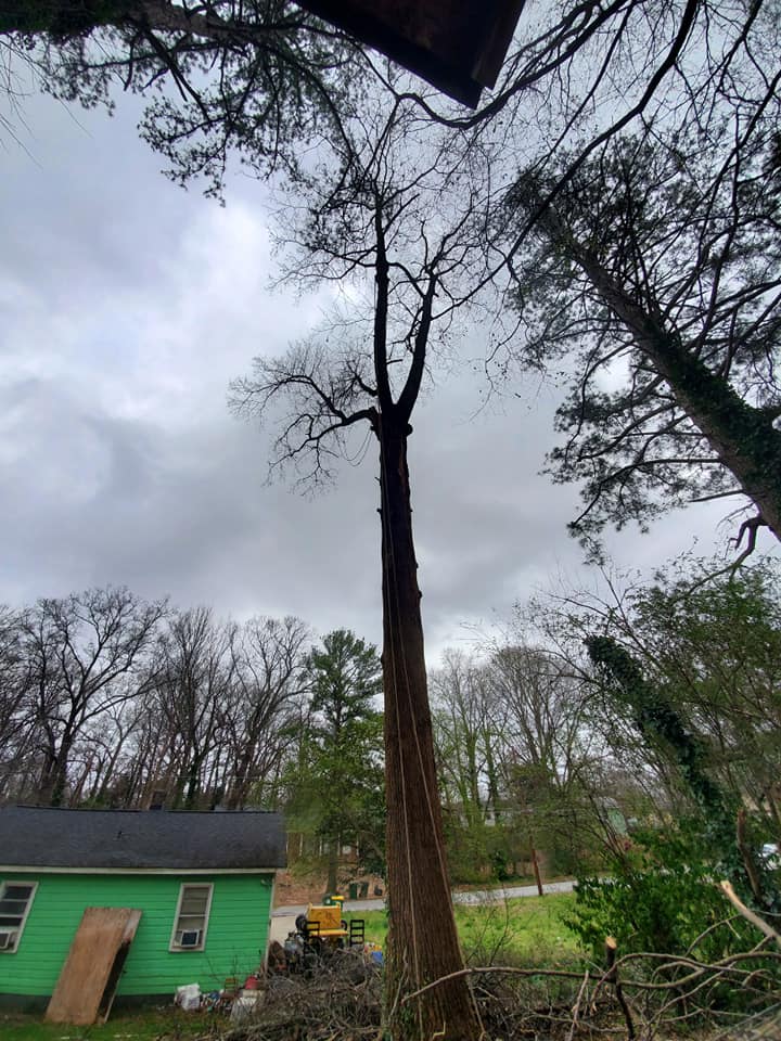 Clean Cut Tree Services And Household Assistance | Atlanta GA
