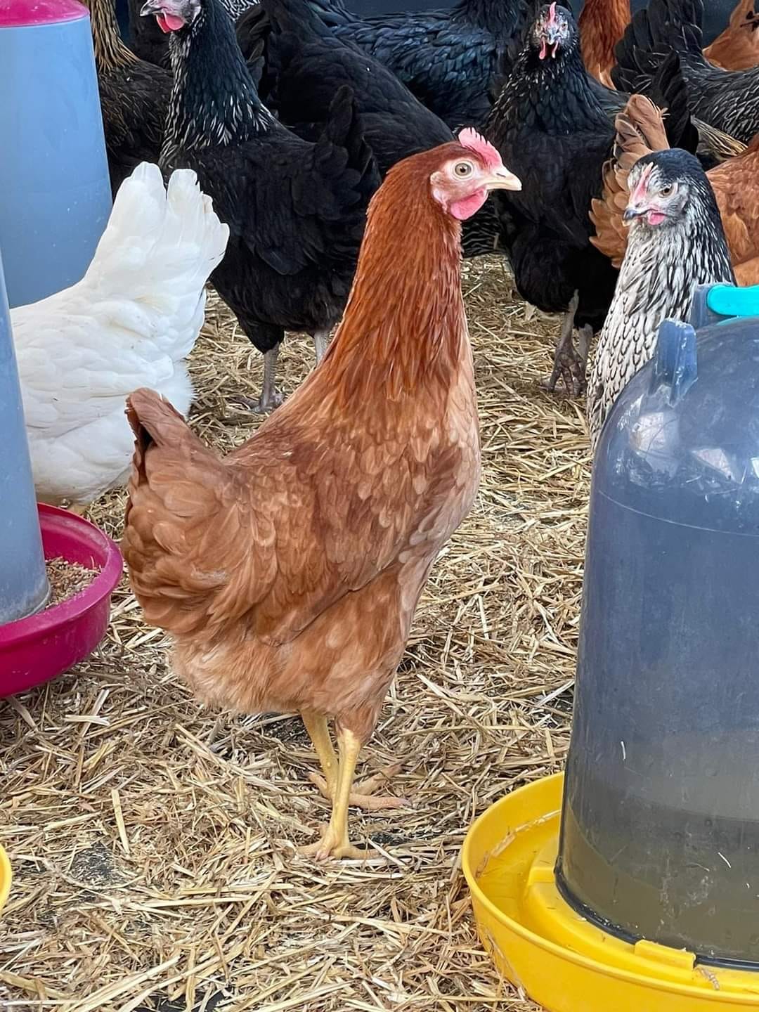 Sitemapcdatahttpsfoowindecoocomprix Poules Gamm Vert