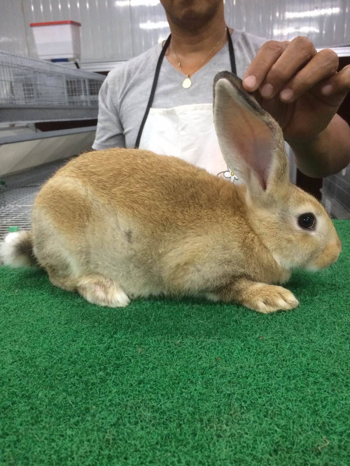 PS 100 Ave. weight 1.8kg at... - Rabbit Improvement Company | Facebook