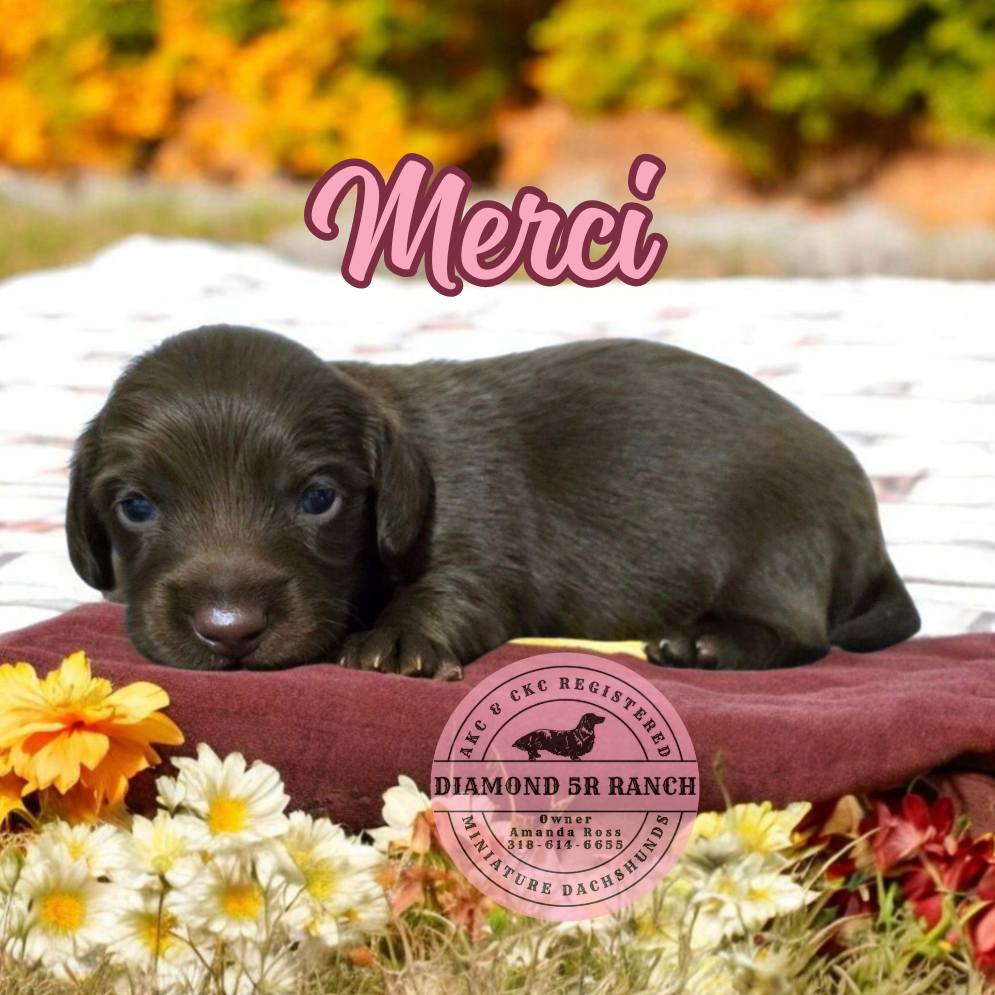 😍 MY OH MY 😍 🥰... - Diamond 5R Ranch Miniature Dachshunds | Facebook