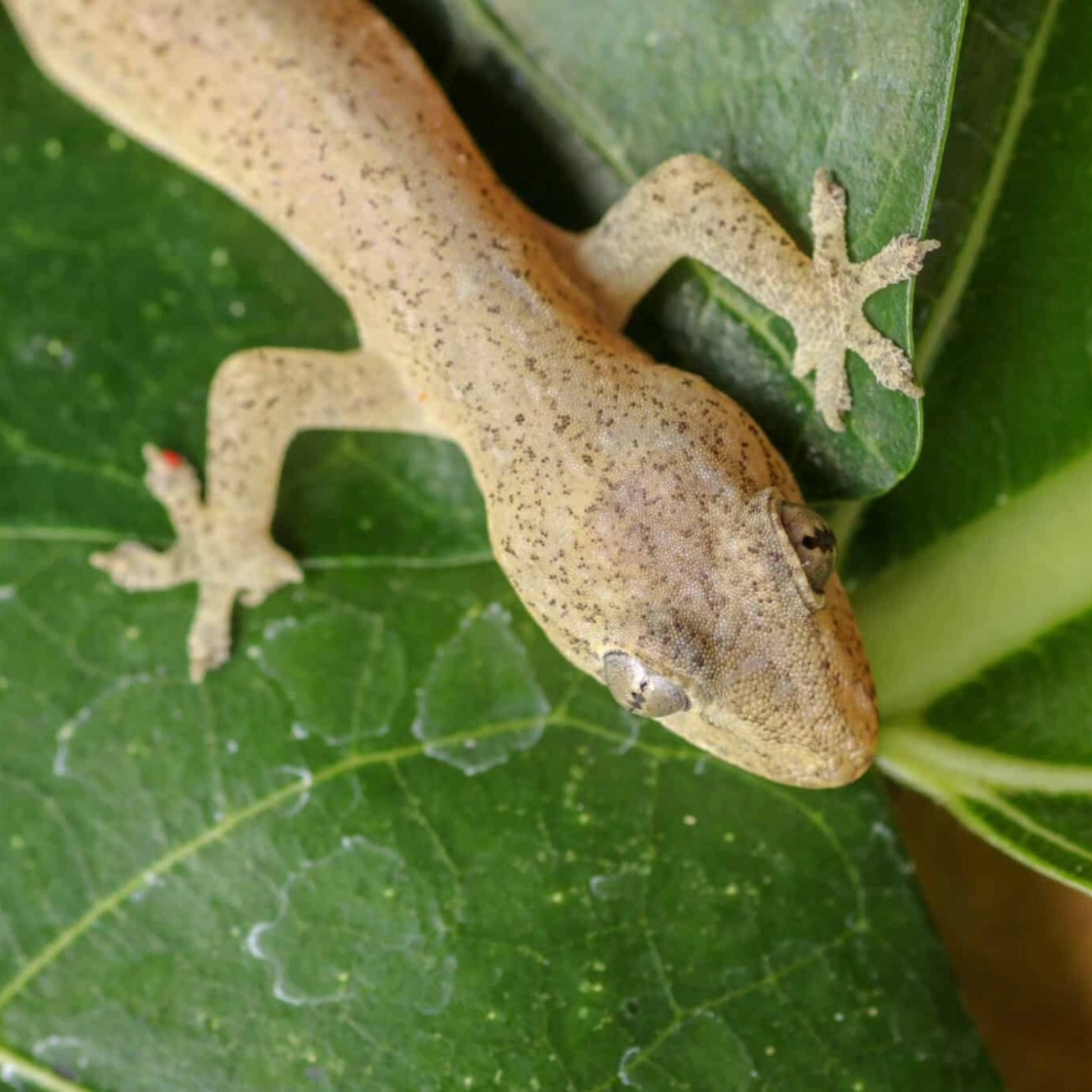 🦎 Spotted on your wall? It might... - Biodiversity Barbados | Facebook