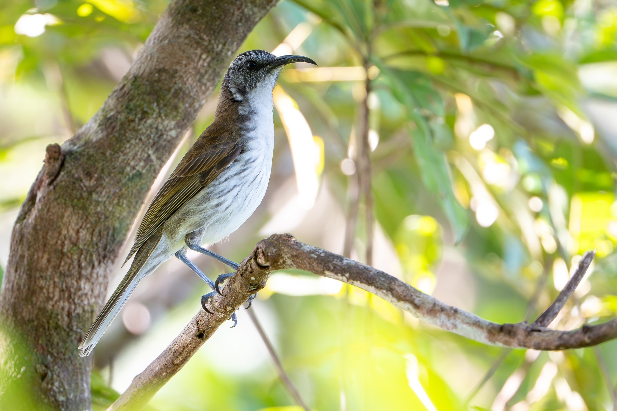 Wrecks to Rainforest - Our first distribution to Tangoa island ...