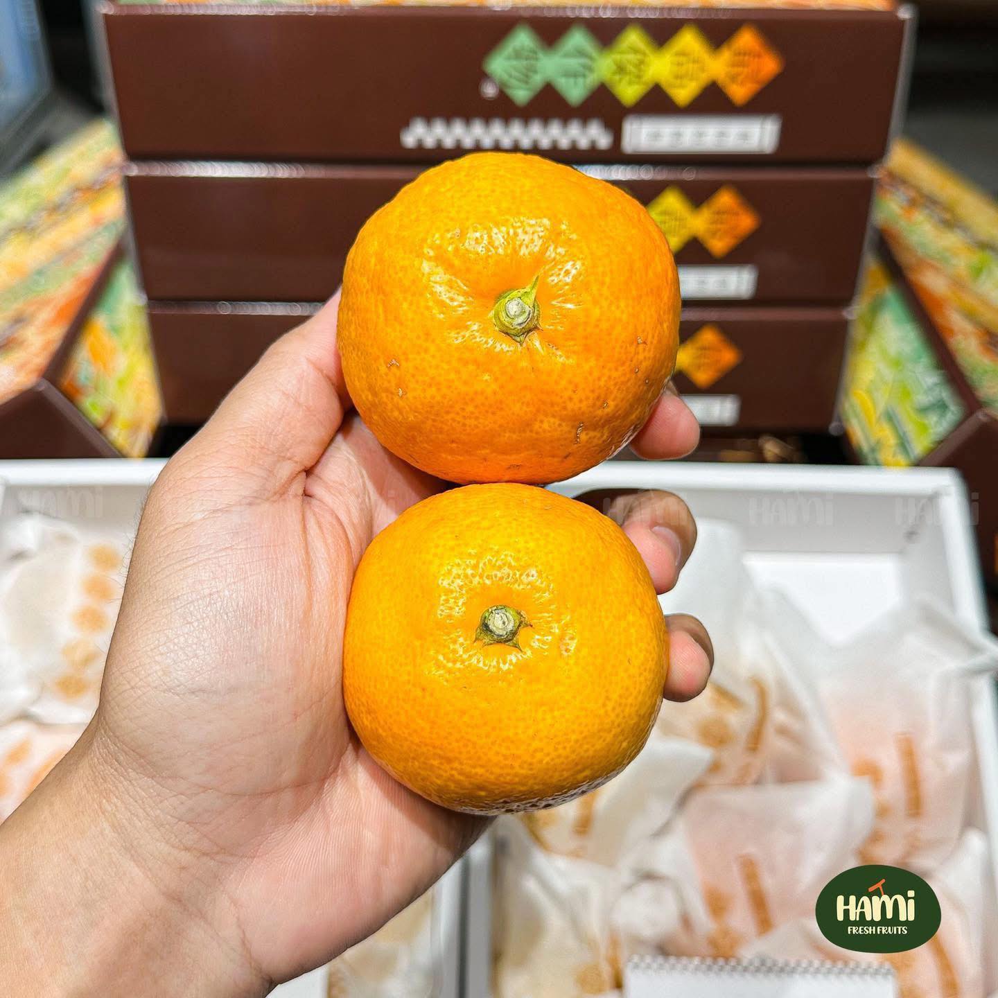 Japanese Saiko Kessaku Mikan Gift Box 🇯🇵🍊 Mikan Gift Box from