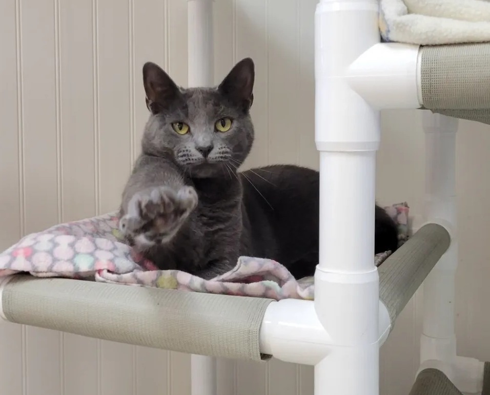 Forgotten... - Forgotten Felines, Inc. of Connecticut