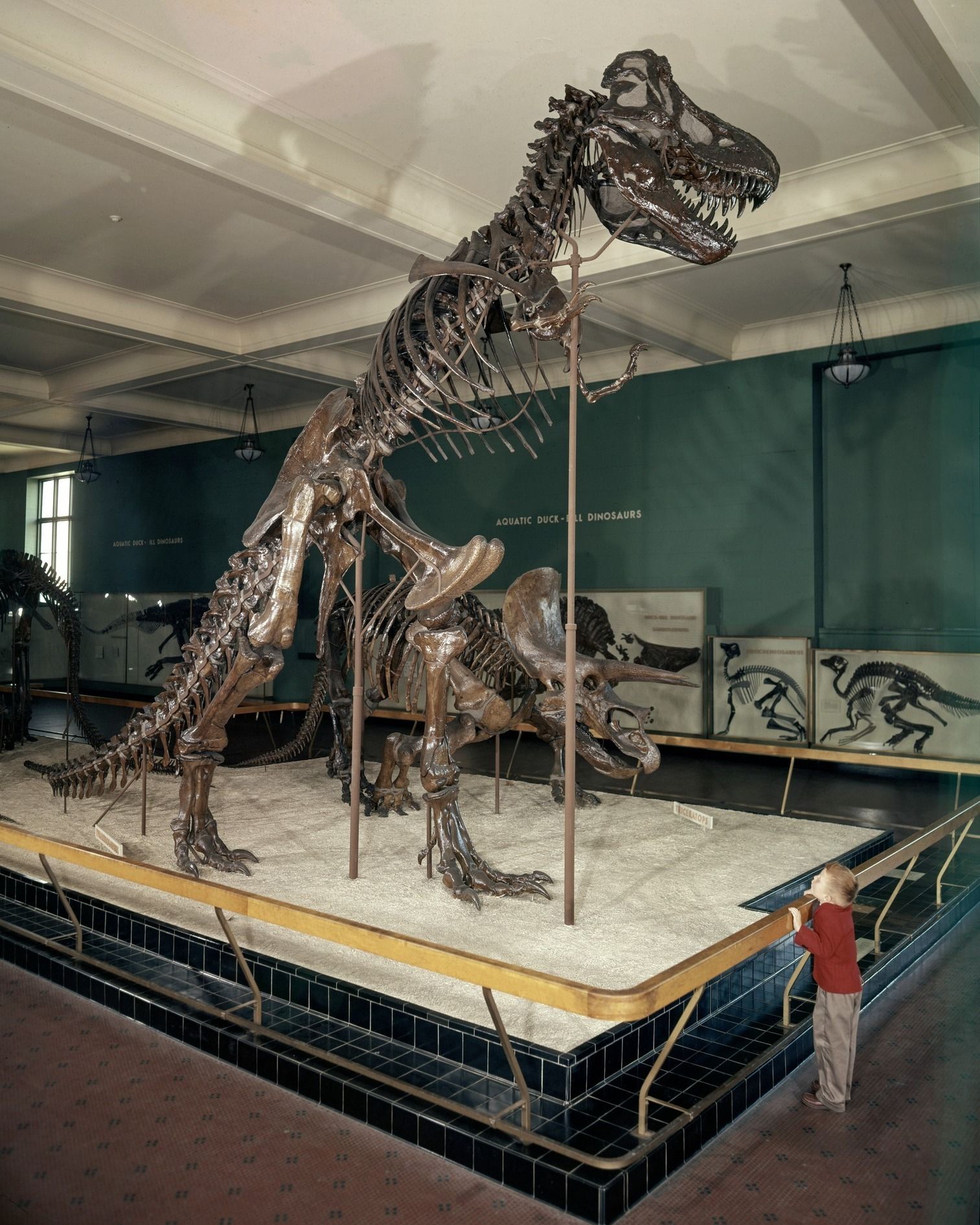 T-Rex exhibit at Naranjo Museum of Natural History