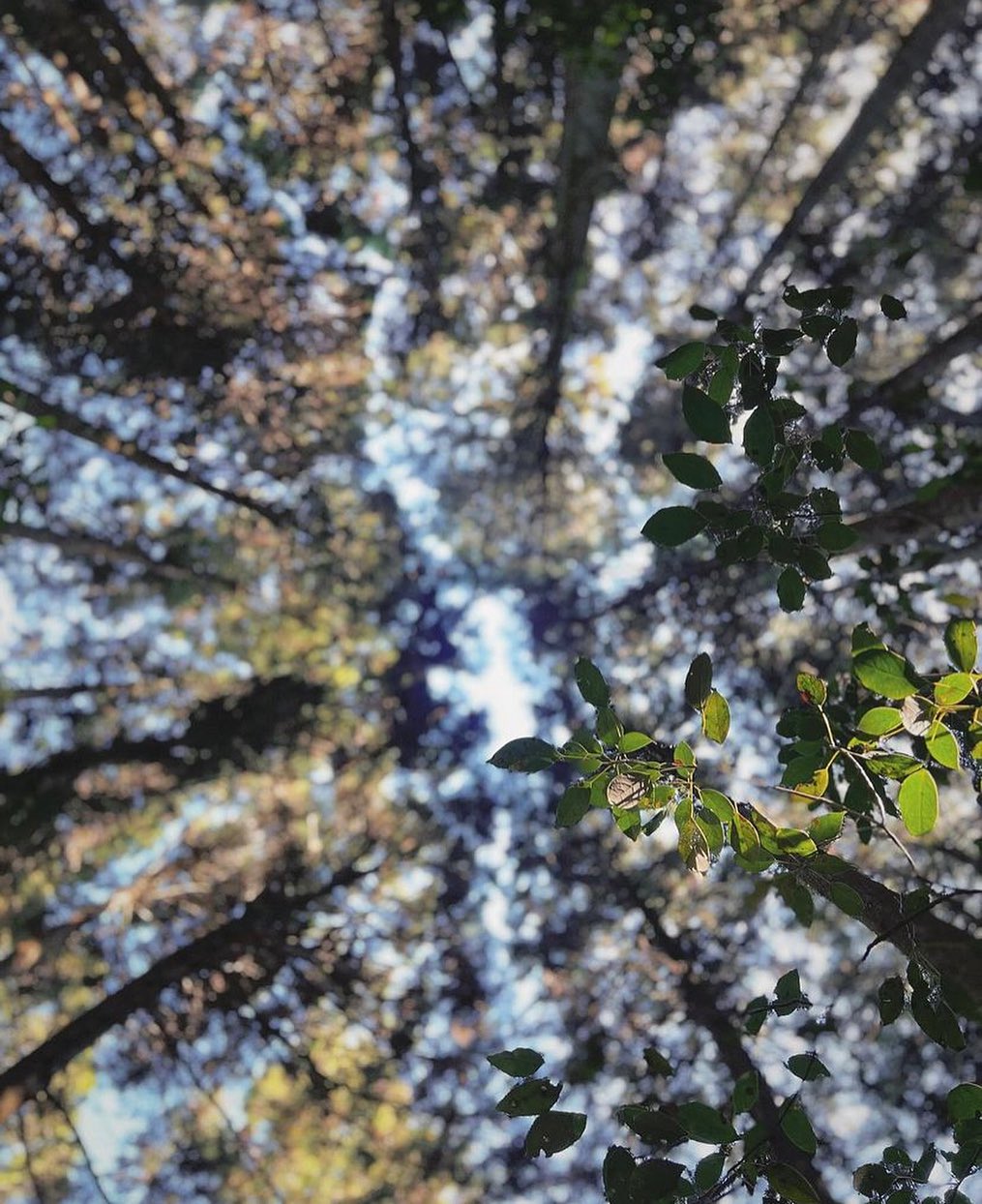 Trees - 🇹🇼💚🌳 Today’s #trees_of_taiwan feature goes to @lia_handmade ...