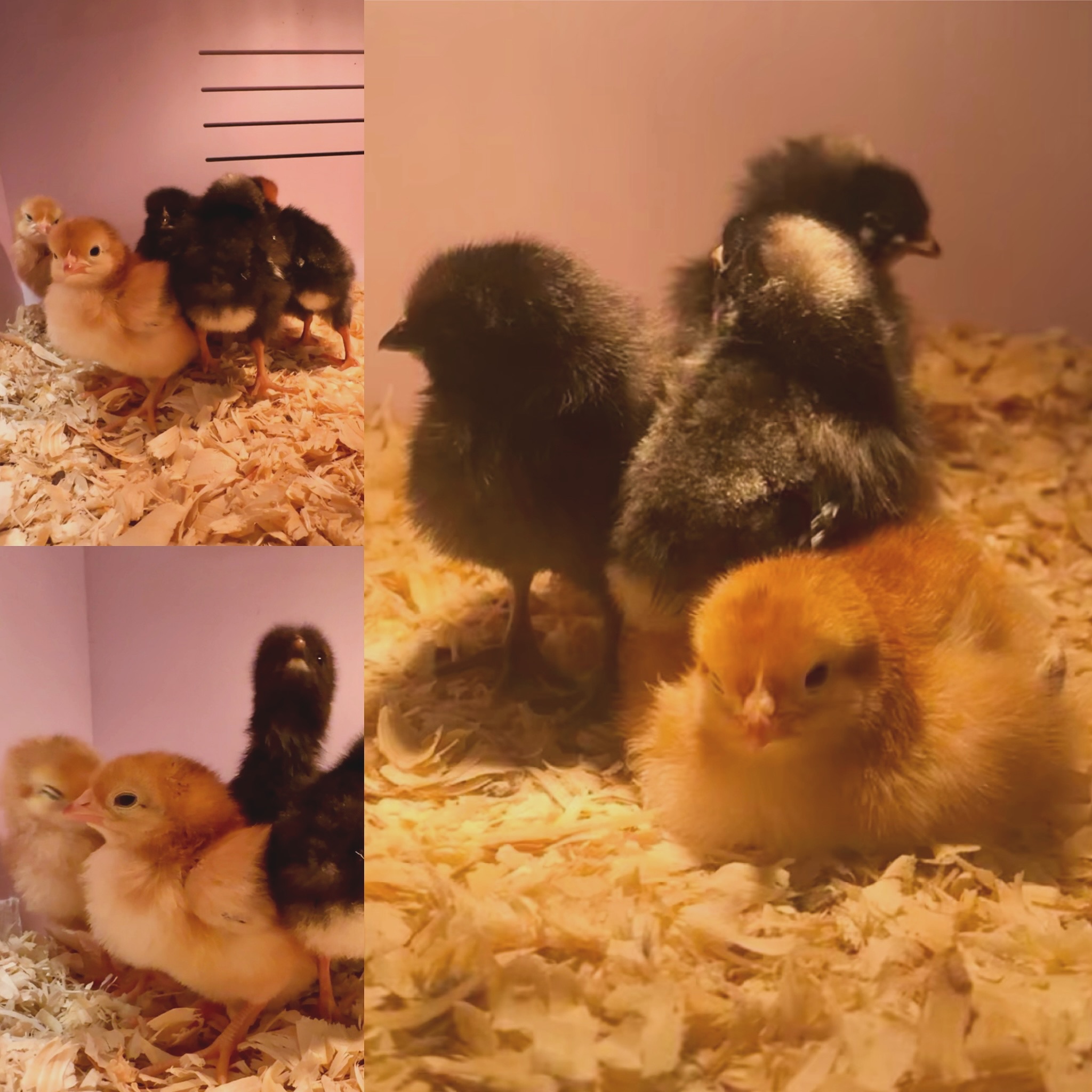 Meet the newest additions to our... - Fresh from the Farm