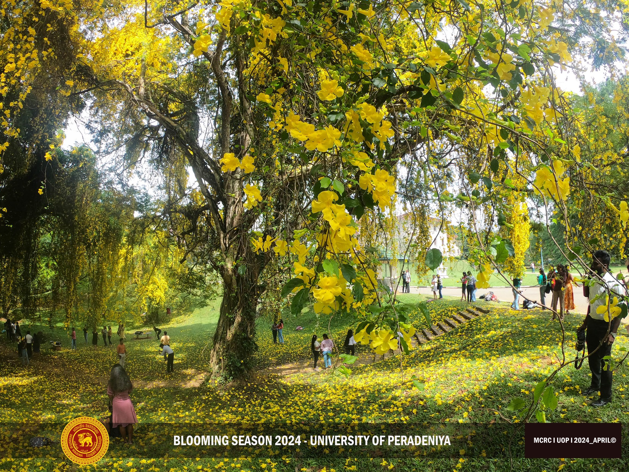 𝐁𝐥𝐨𝐨𝐦𝐢𝐧𝐠 𝐒𝐞𝐚𝐬𝐨𝐧 - 𝟐𝟎𝟐𝟒... - University of Peradeniya