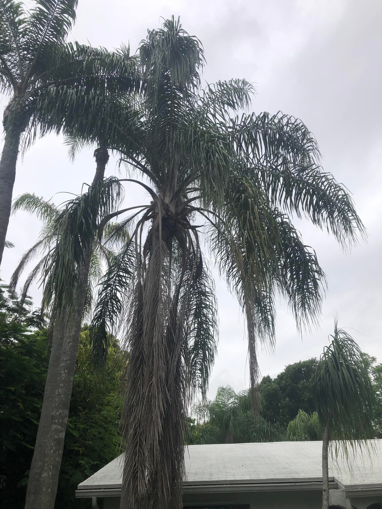 Miami Tree Service | Miami FL