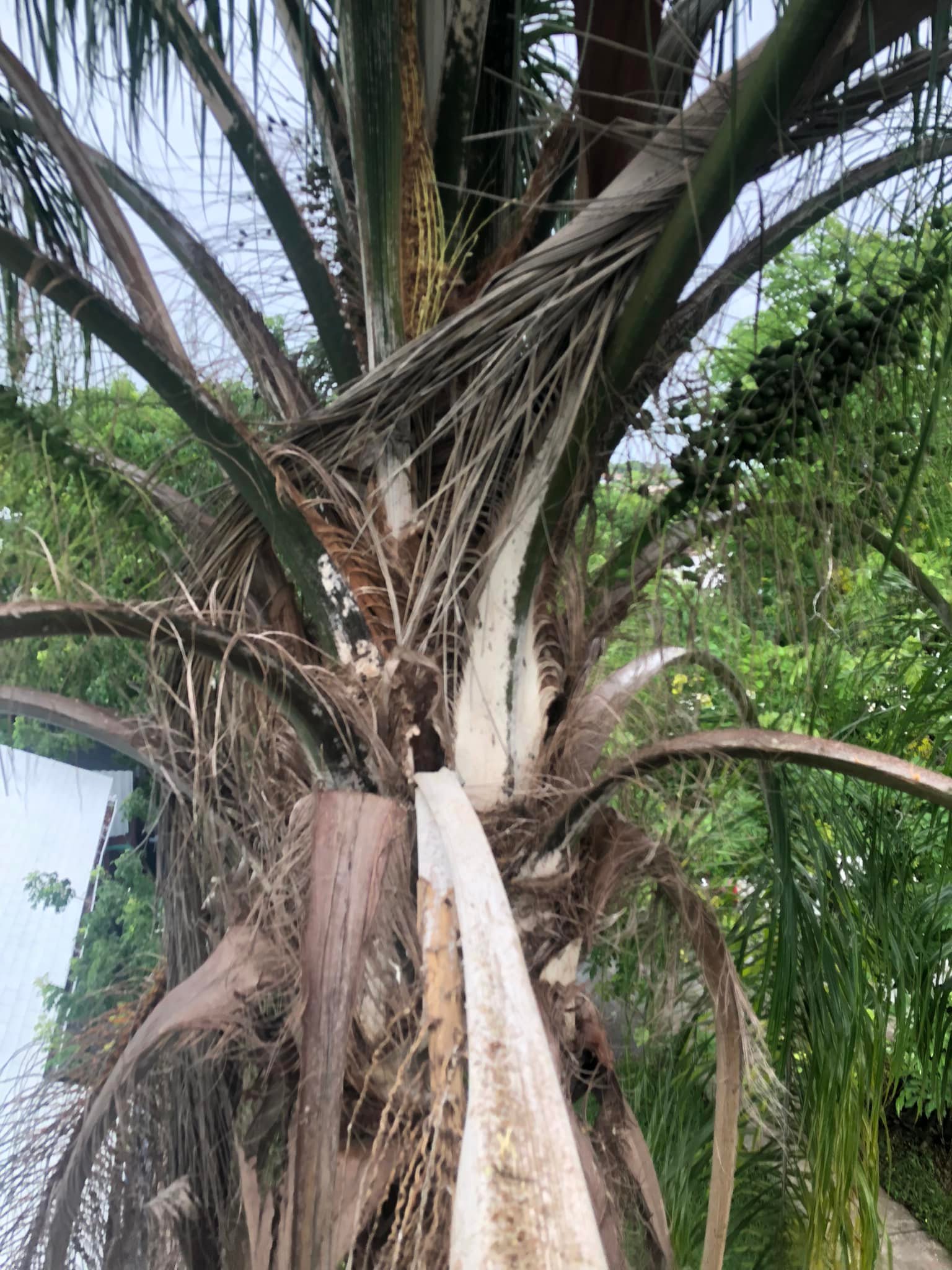 Miami Tree Service | Miami FL