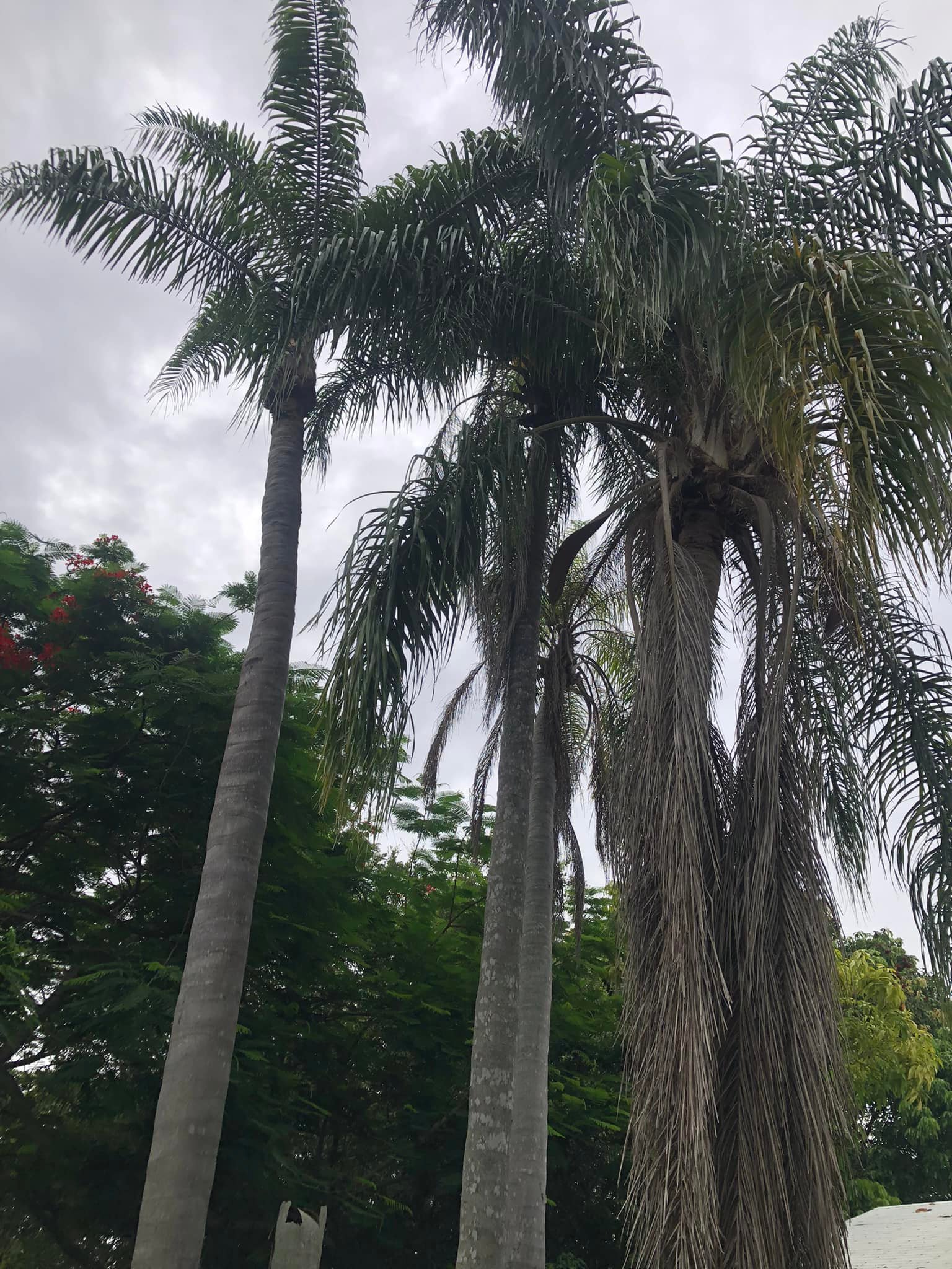Miami Tree Service | Miami FL