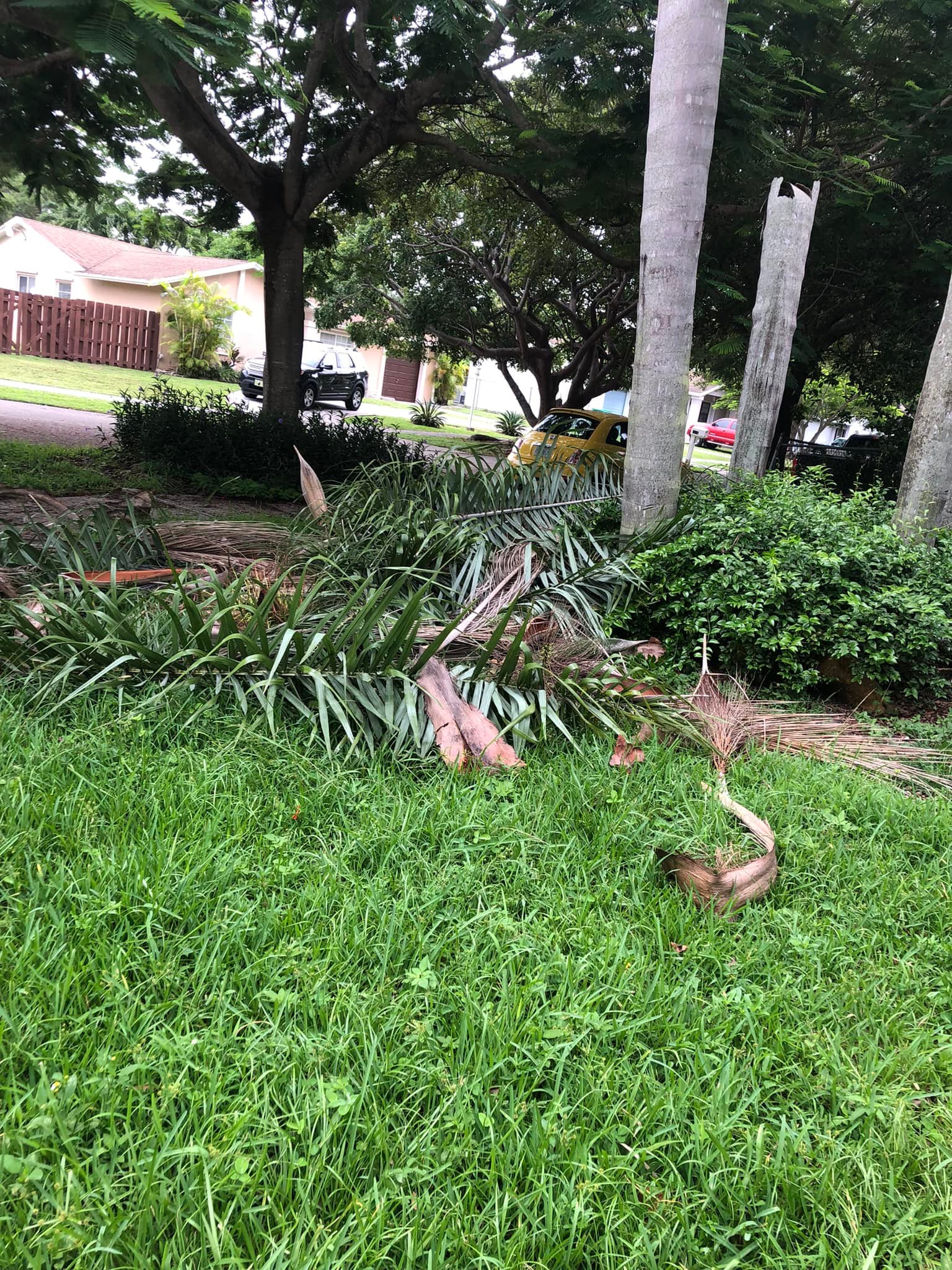 Miami Tree Service | Miami FL